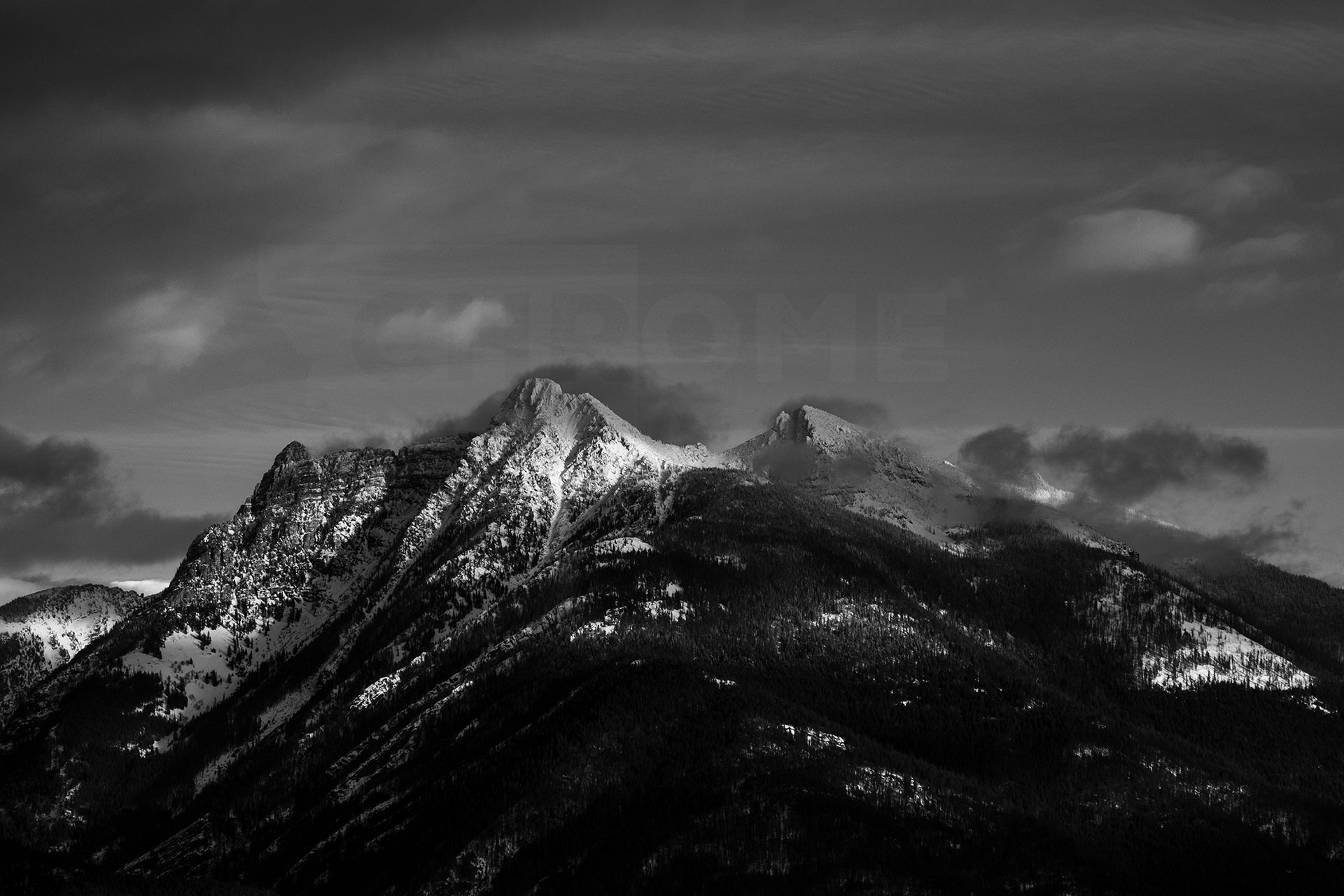 Ibex in Winter