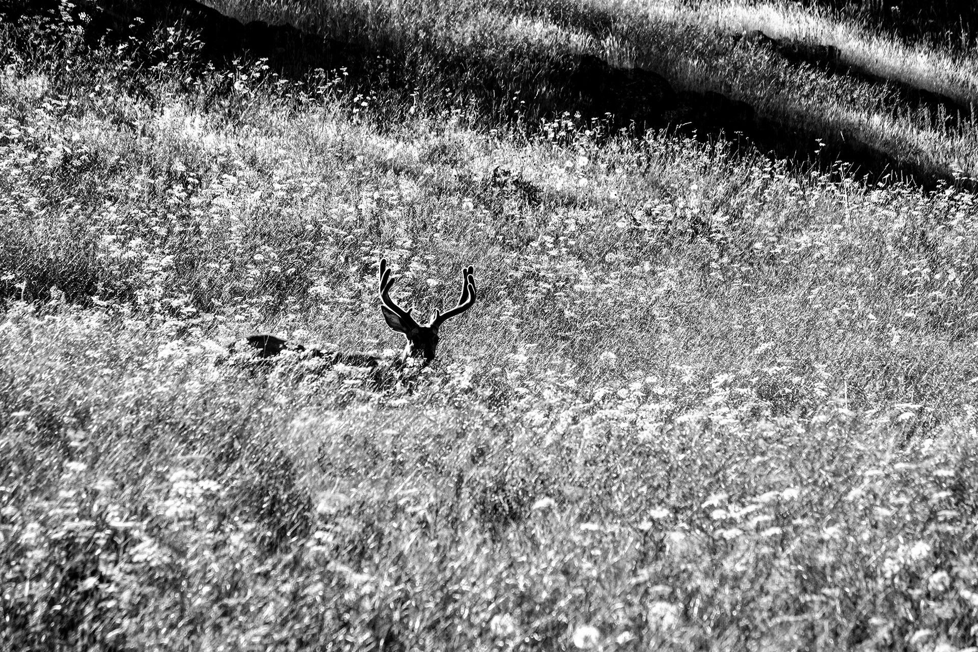 Velvet in the Grass