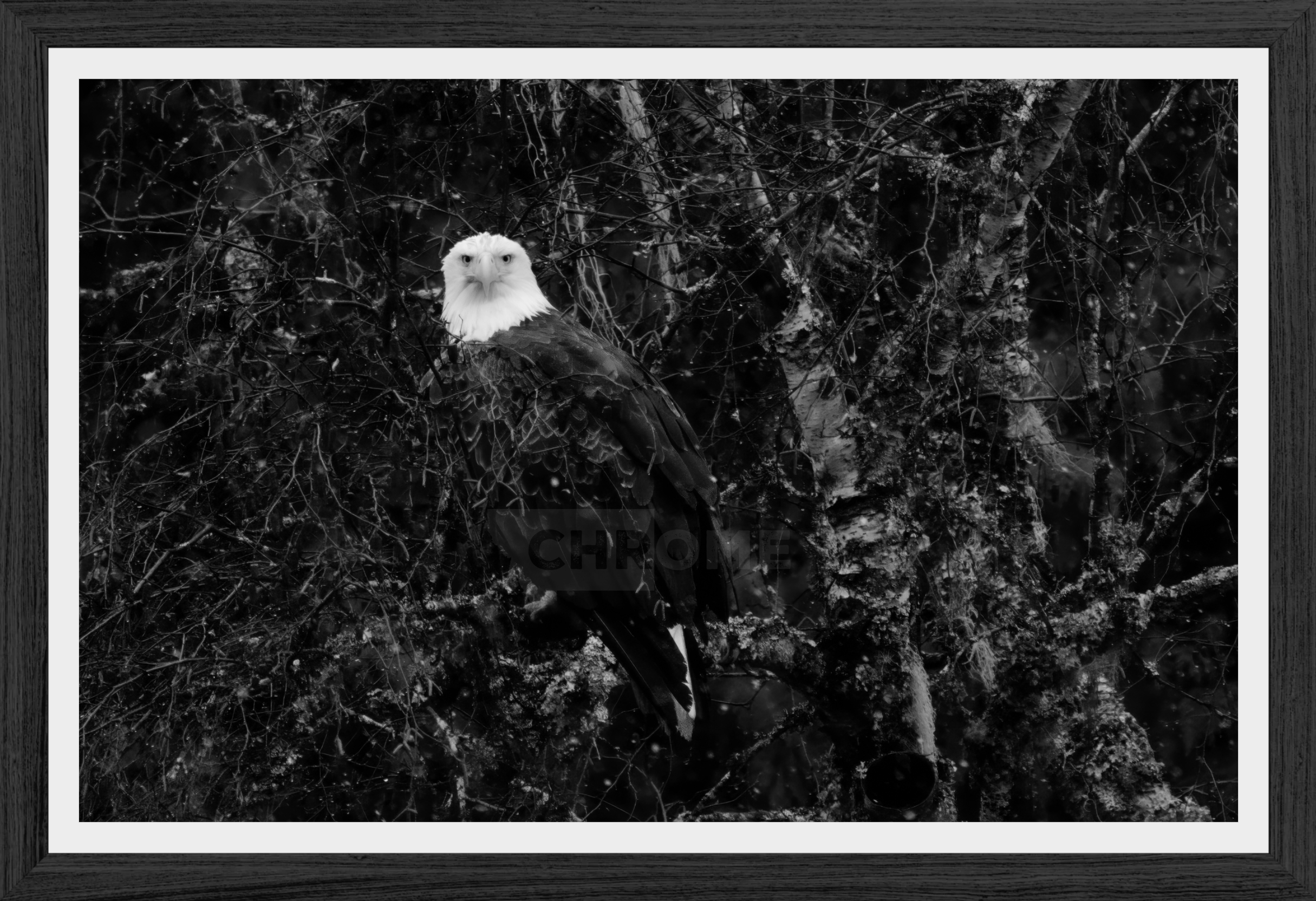 Eagle Eyes