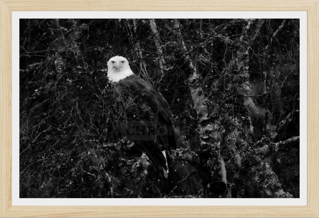 Eagle Eyes