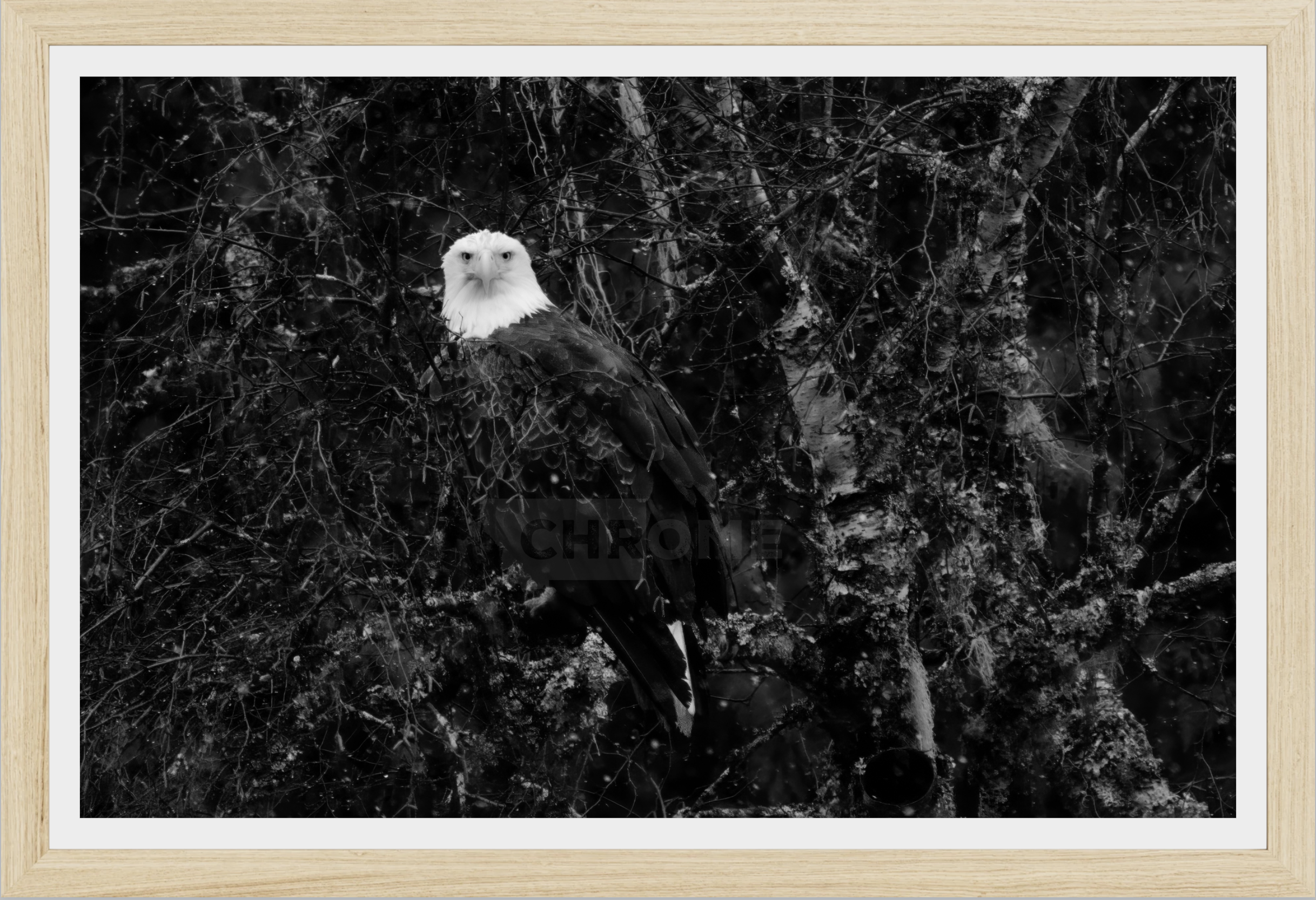 Eagle Eyes