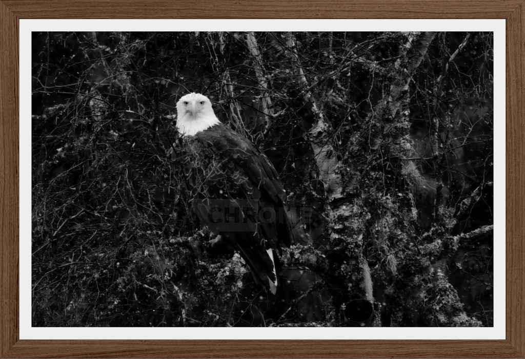 Eagle Eyes