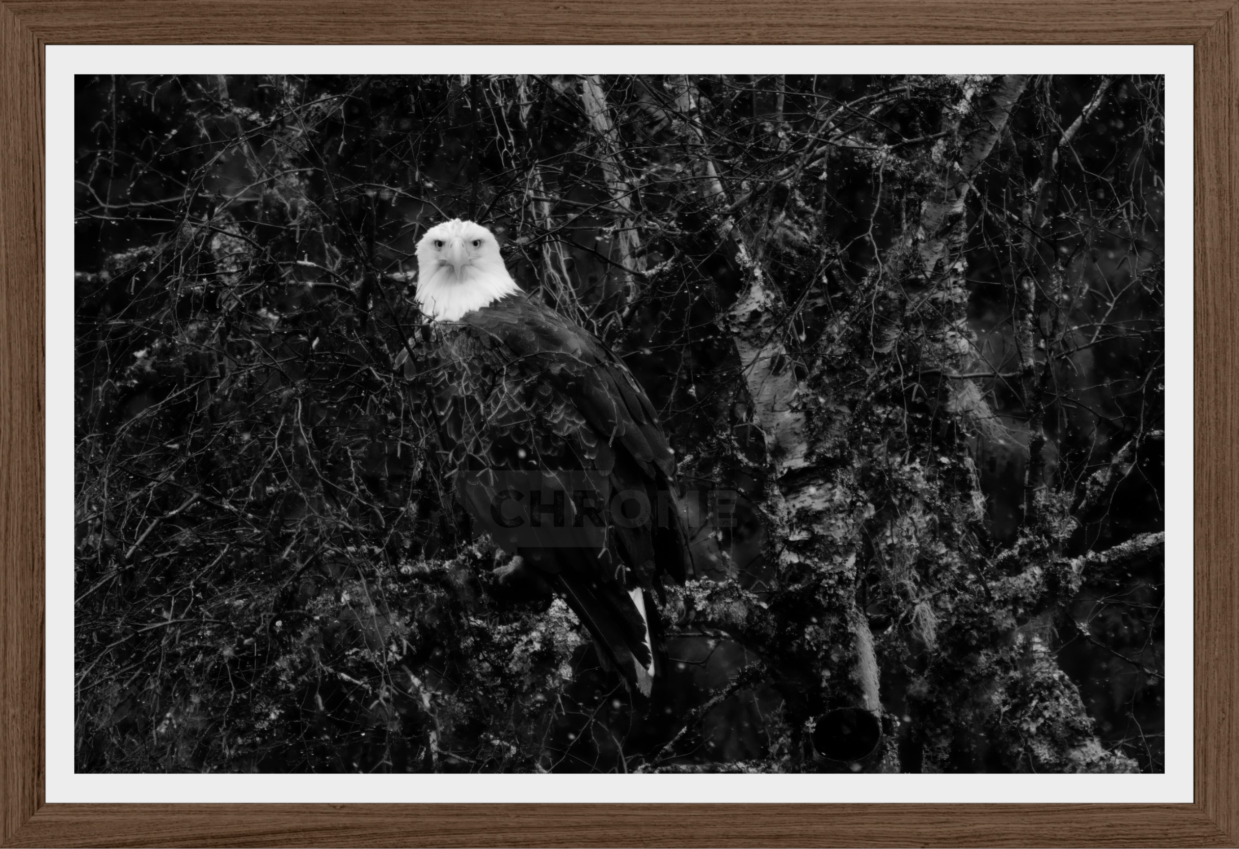 Eagle Eyes