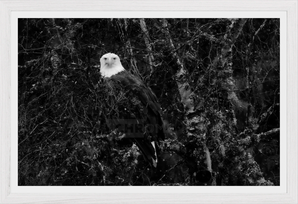 Eagle Eyes