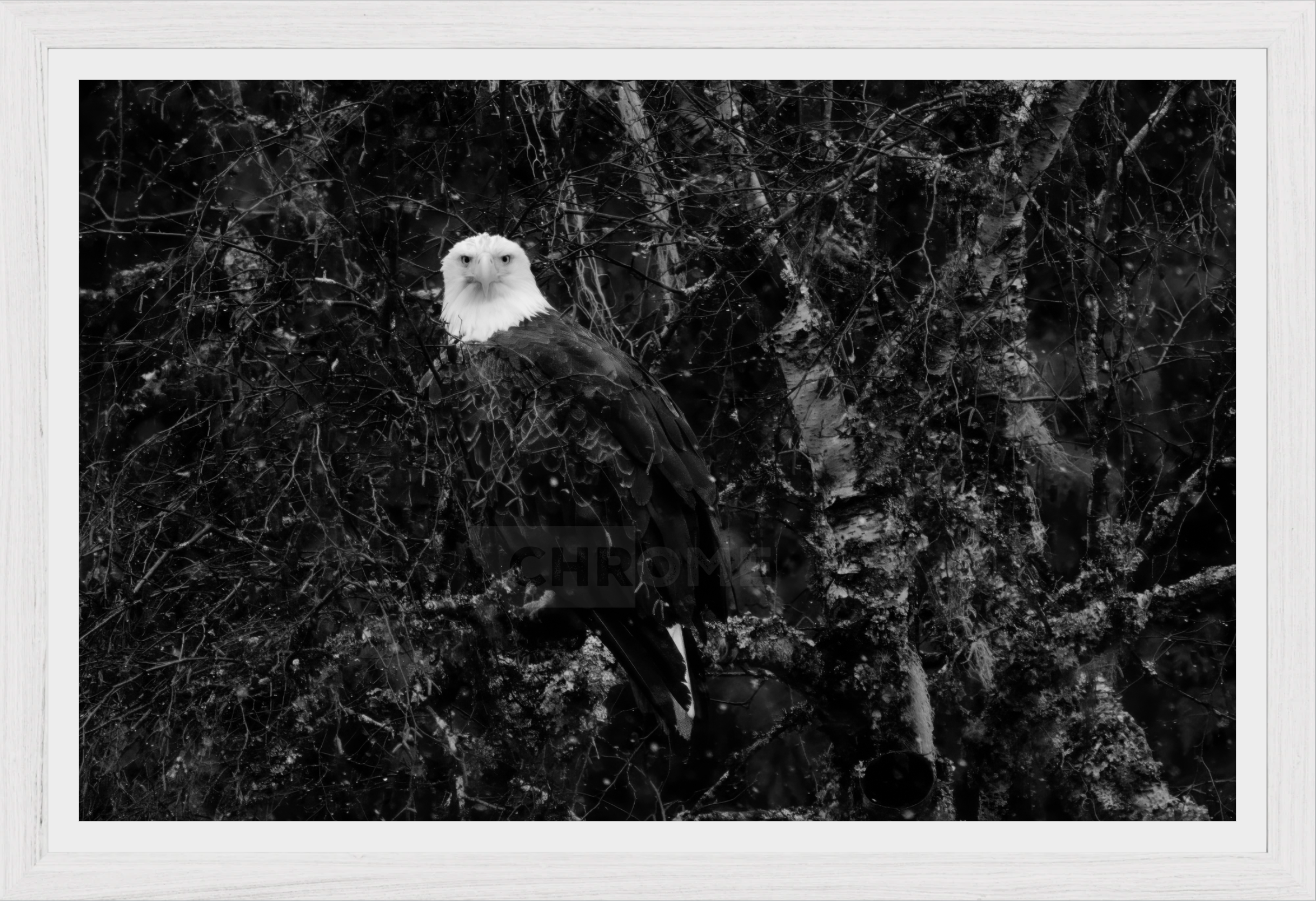 Eagle Eyes