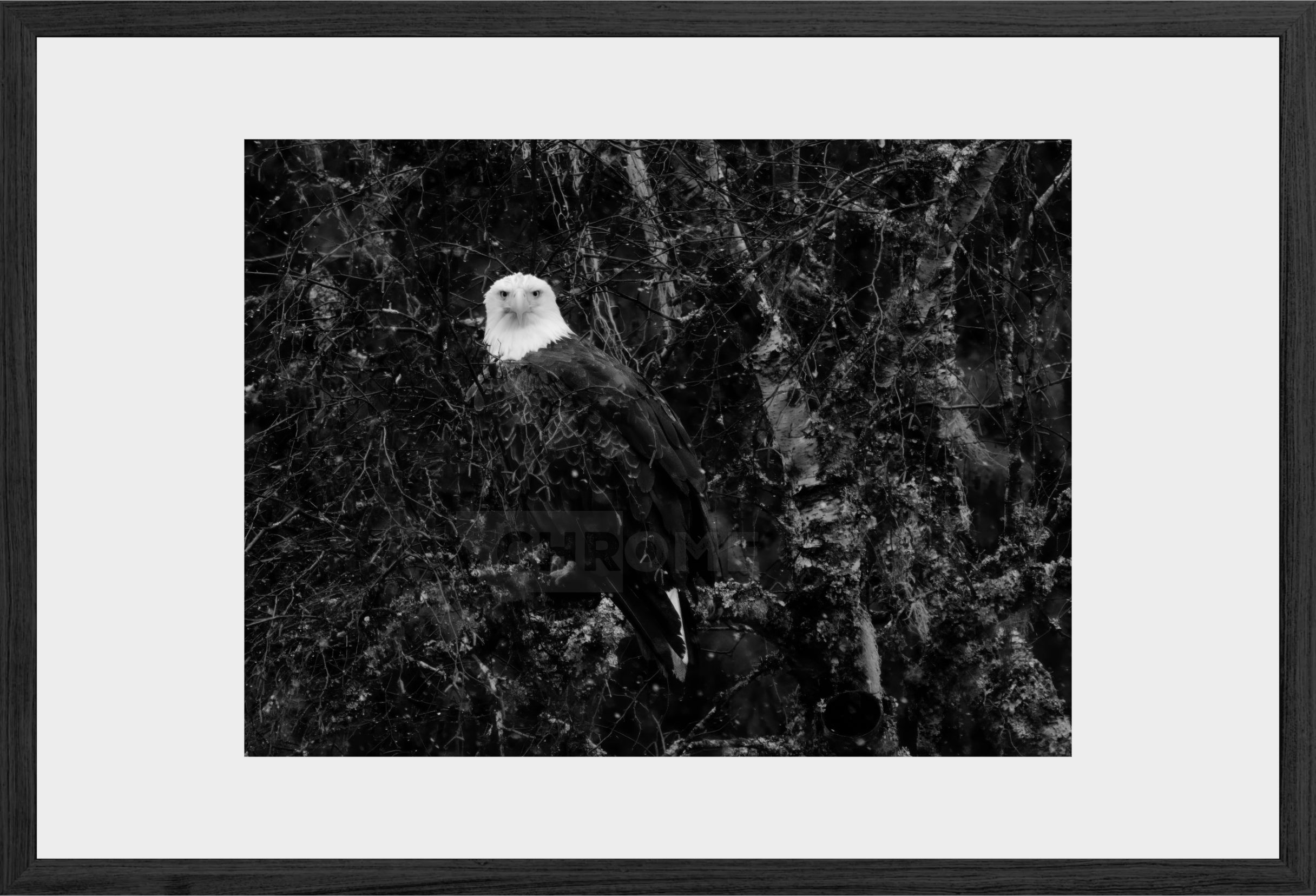 Eagle Eyes
