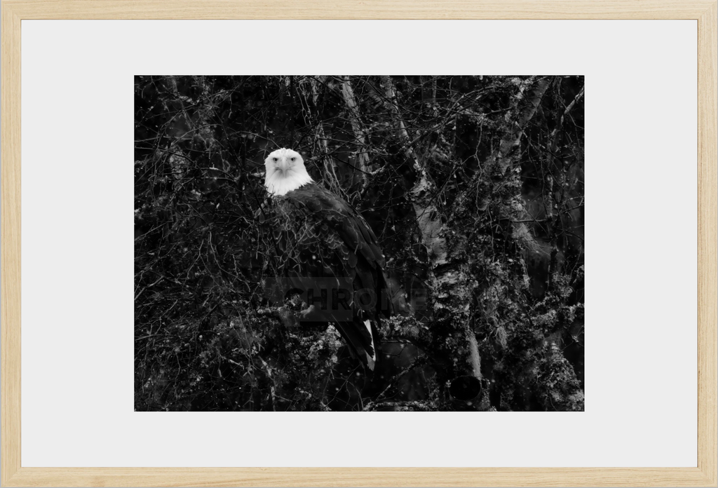 Eagle Eyes
