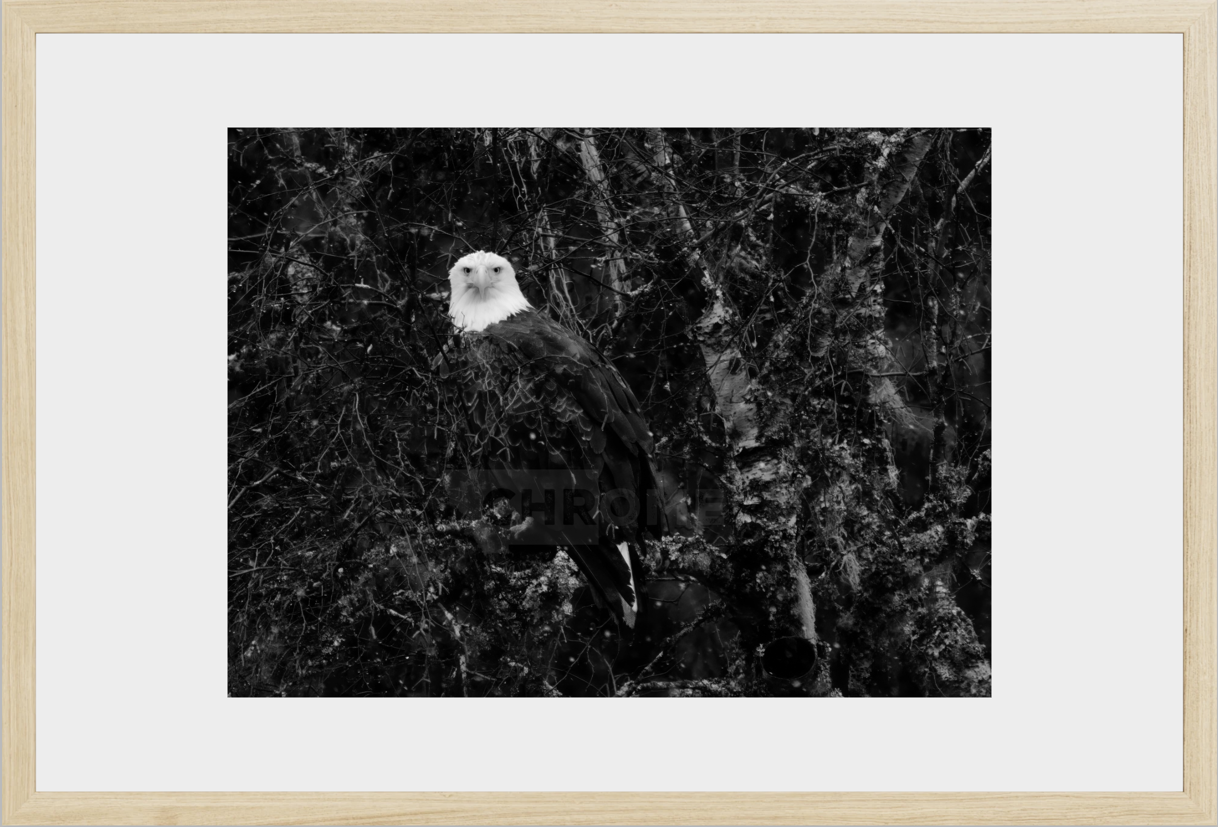 Eagle Eyes