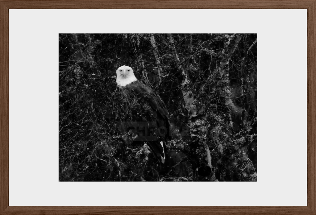 Eagle Eyes