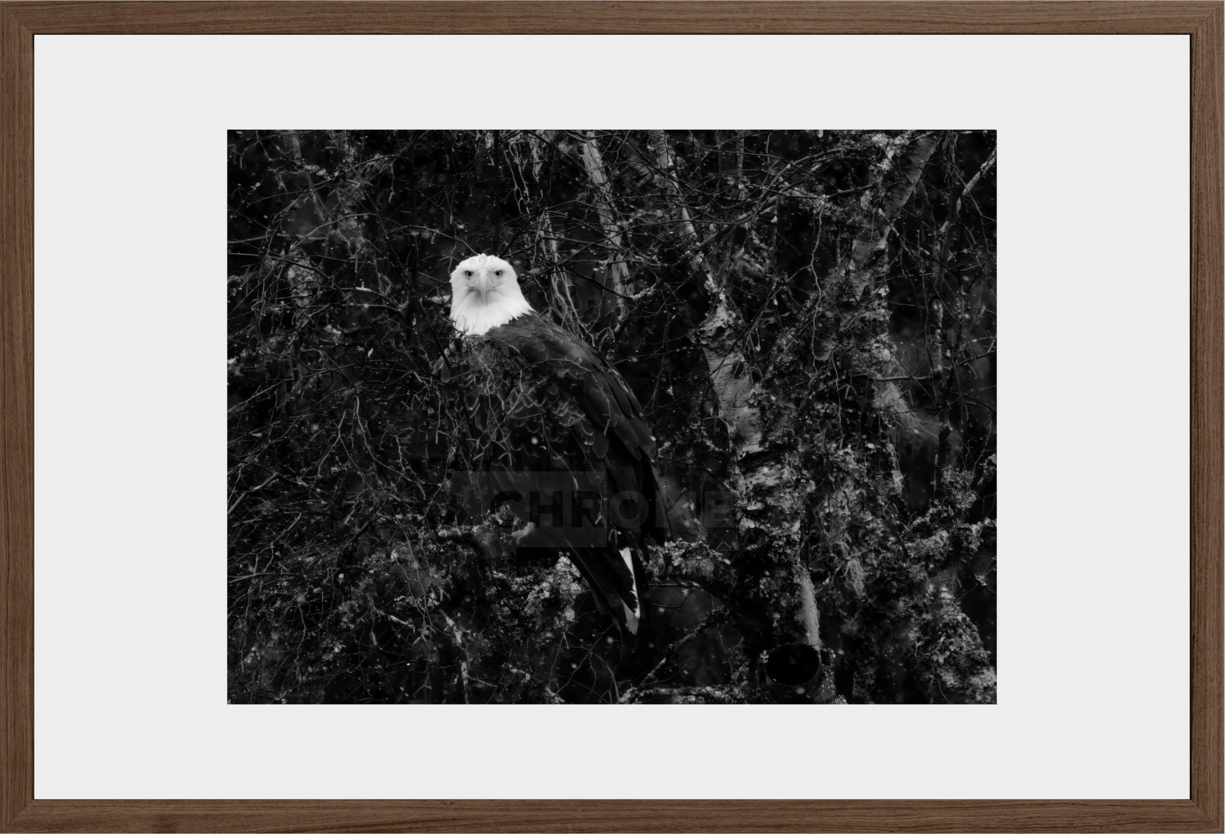 Eagle Eyes