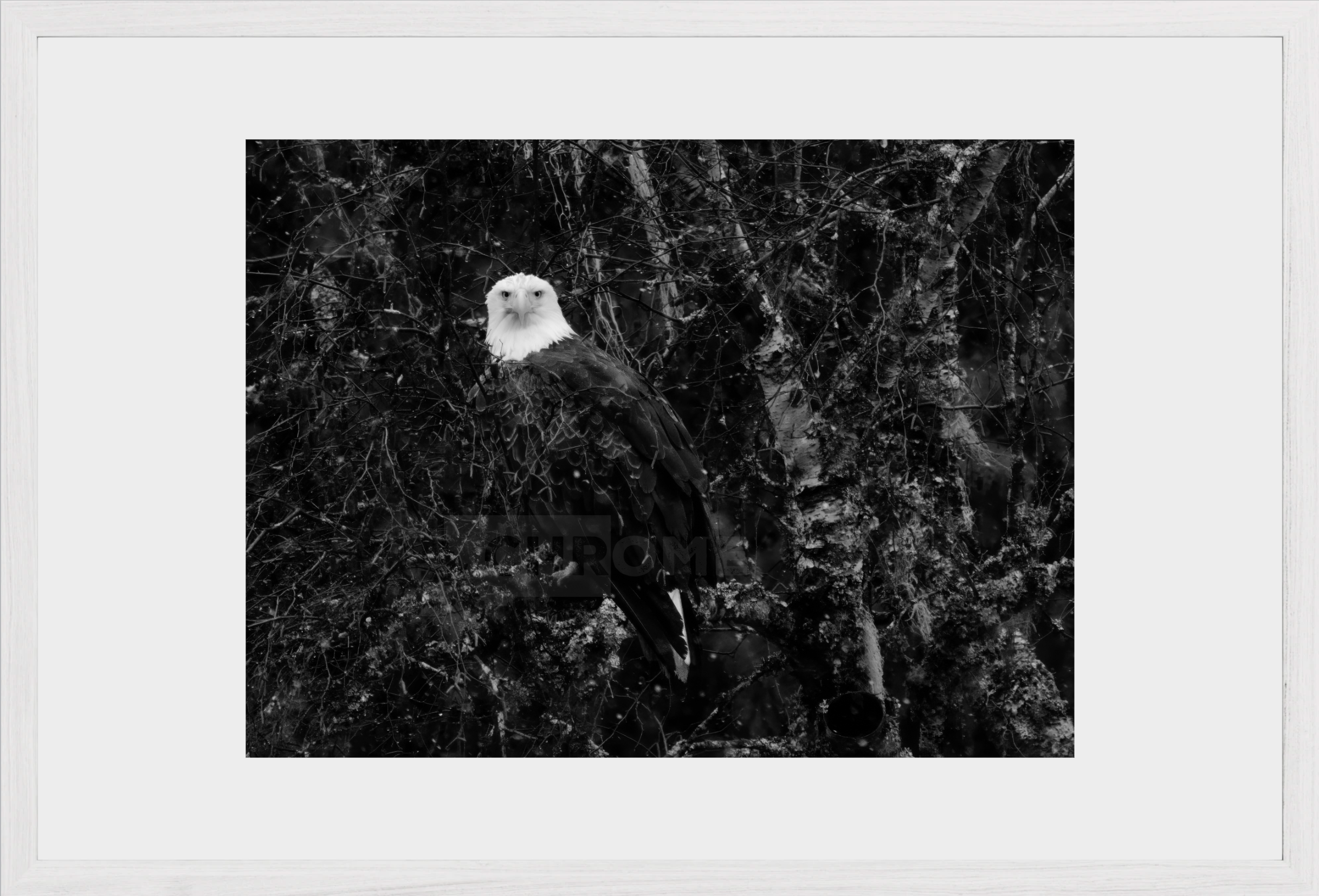 Eagle Eyes