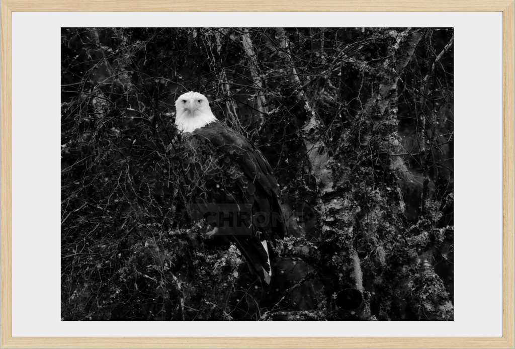 Eagle Eyes
