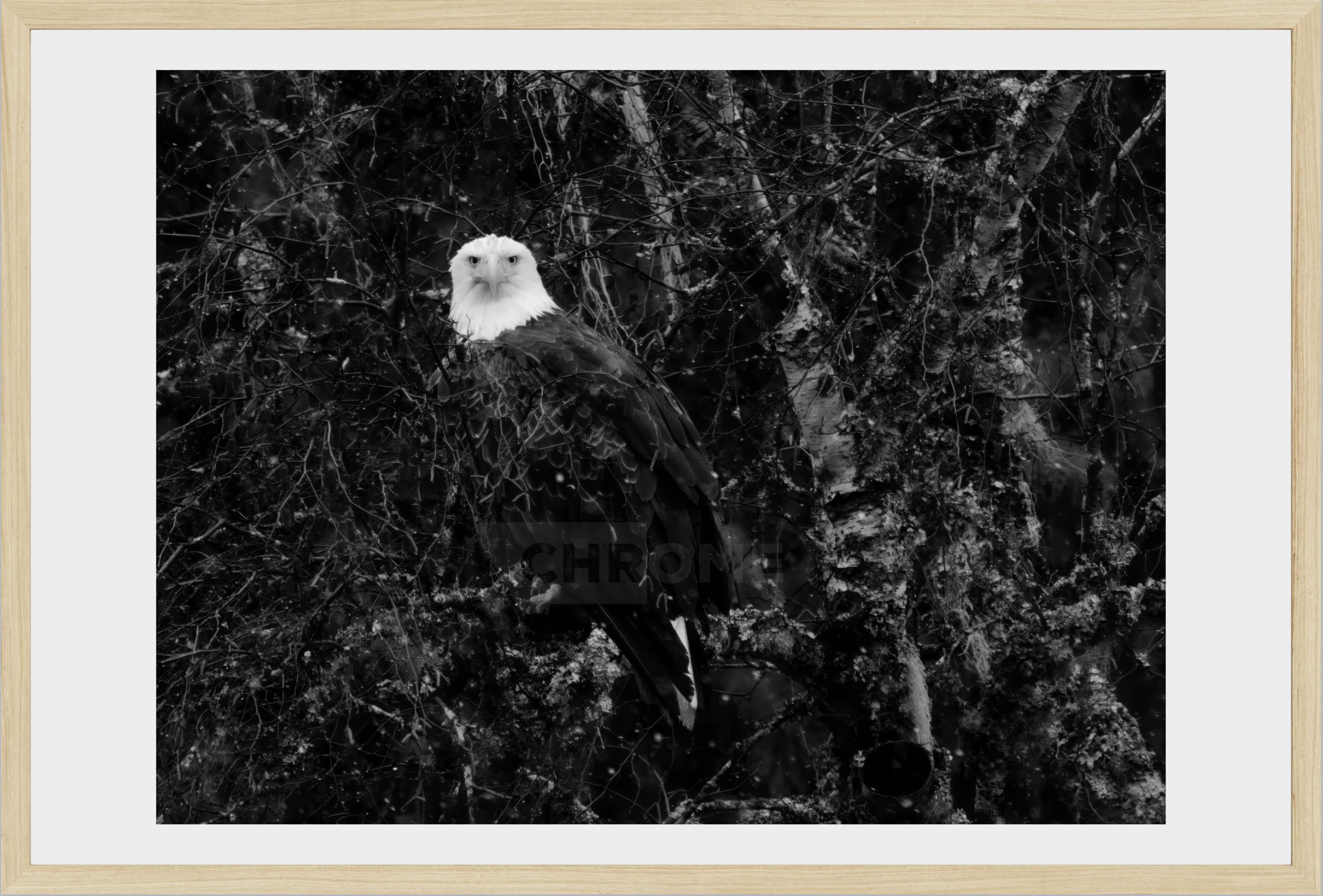 Eagle Eyes