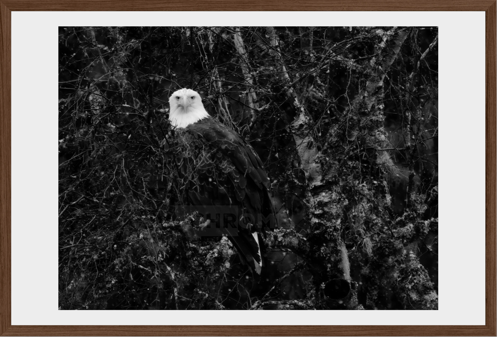 Eagle Eyes