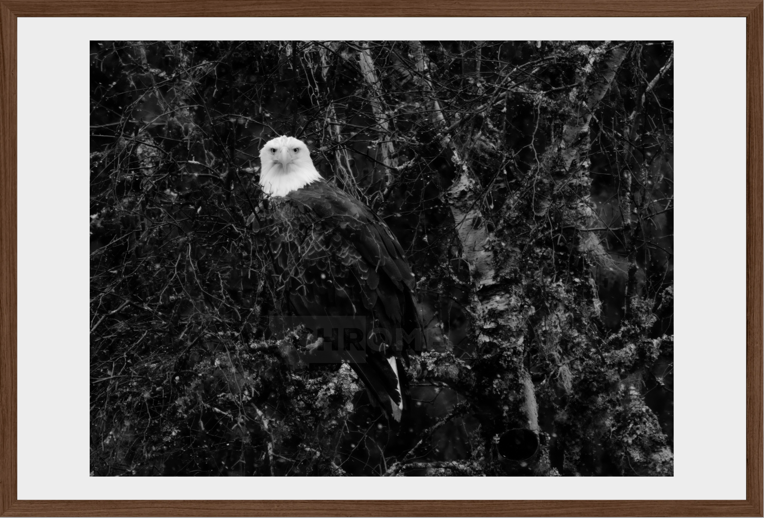 Eagle Eyes