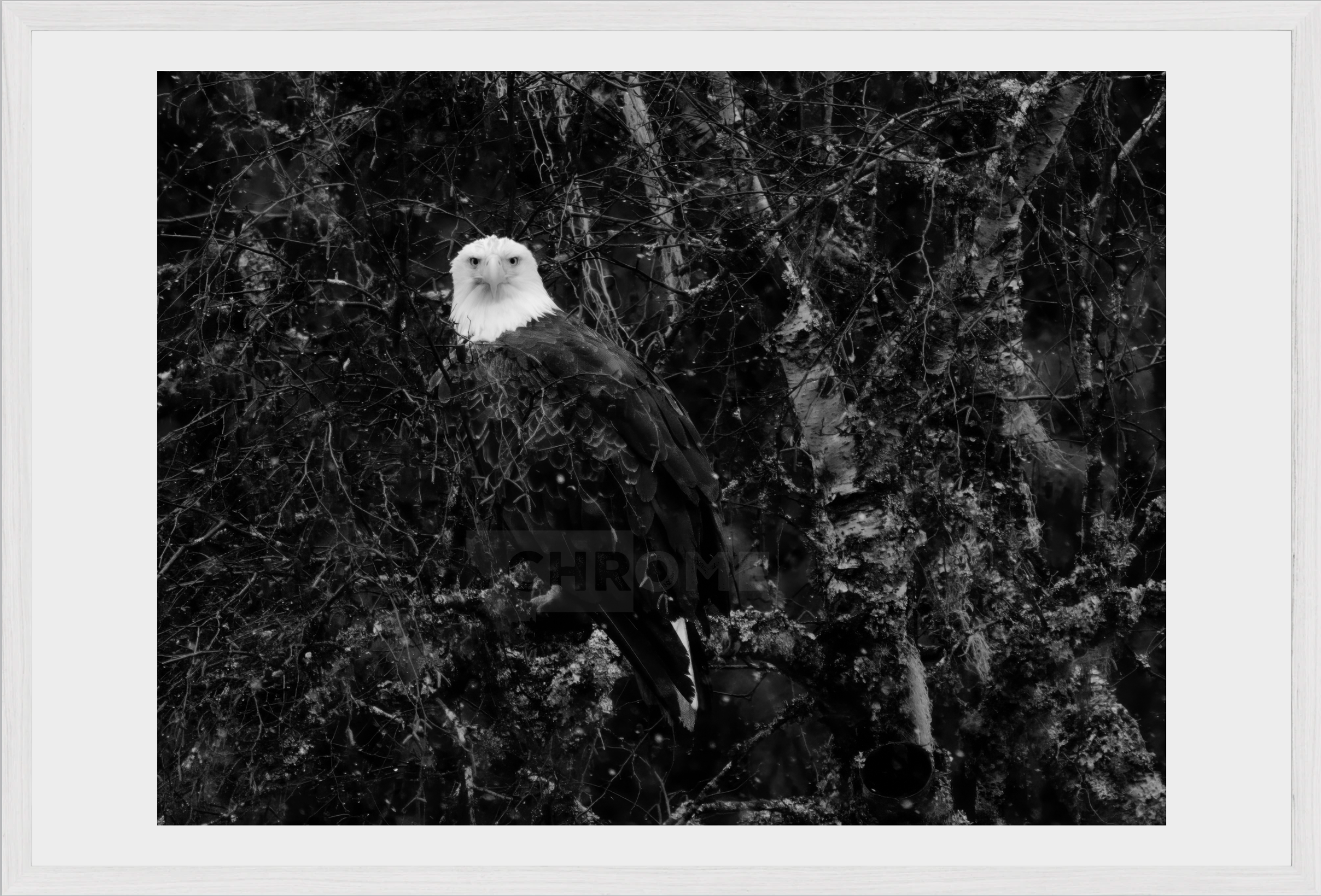 Eagle Eyes