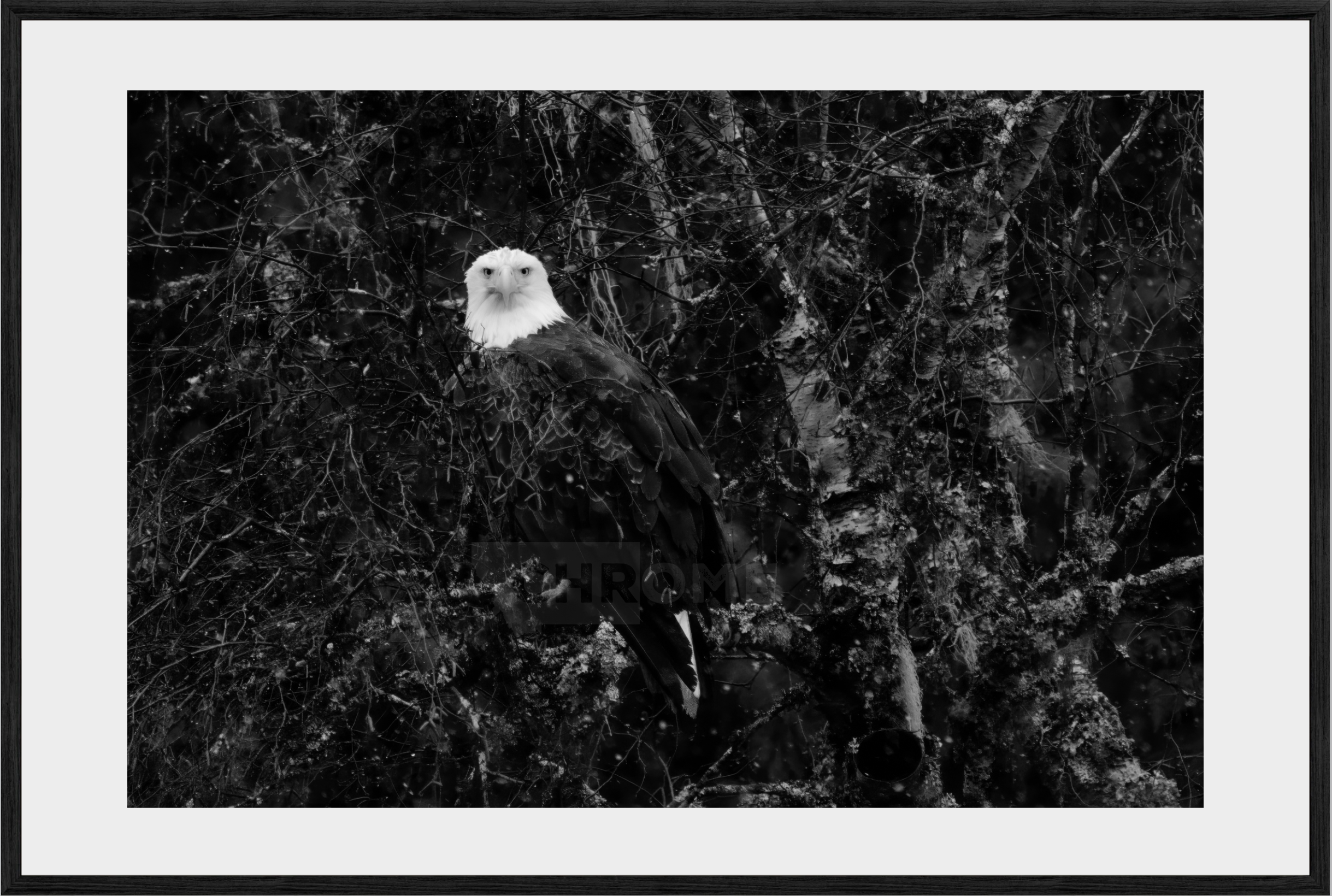 Eagle Eyes
