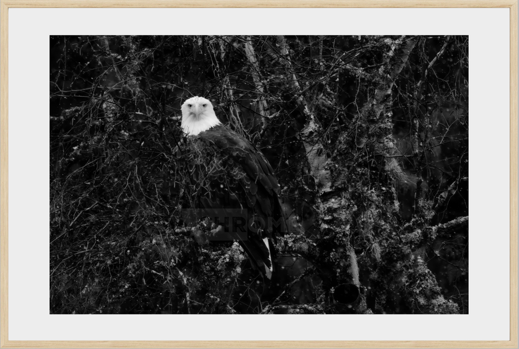 Eagle Eyes