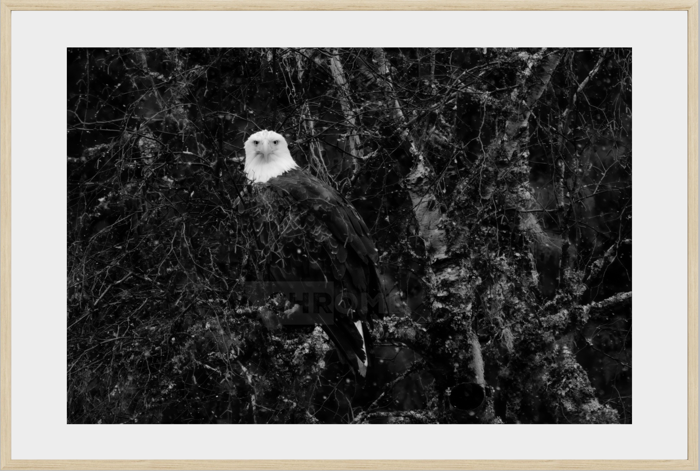 Eagle Eyes