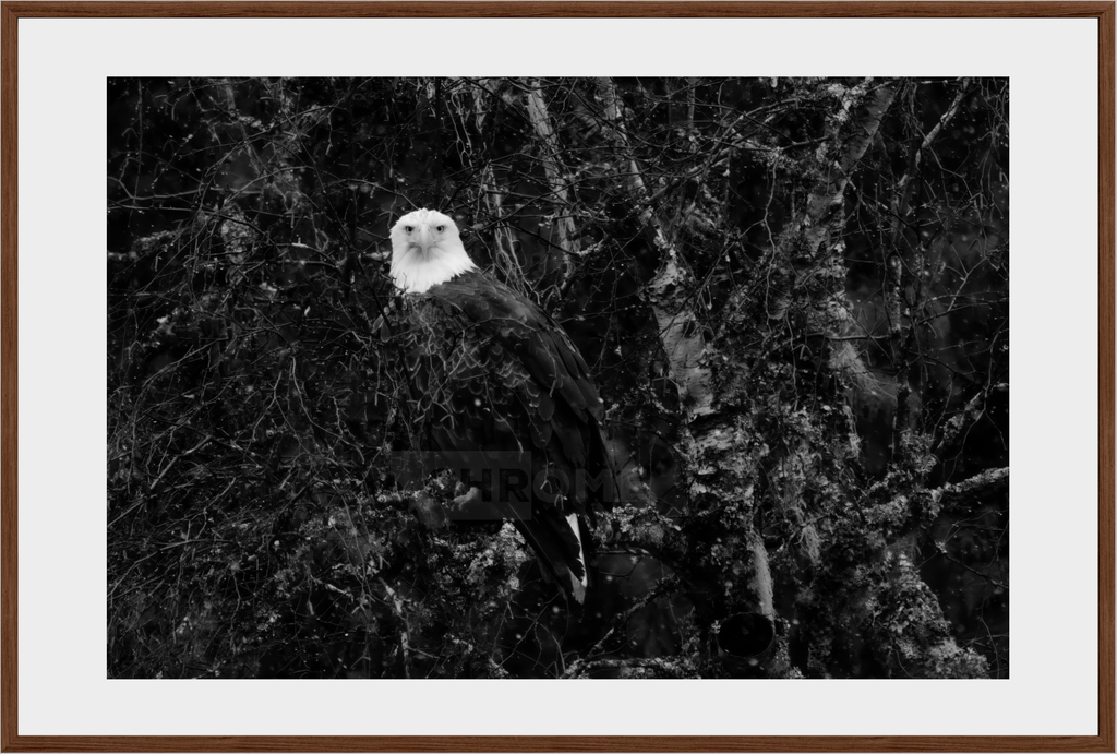 Eagle Eyes