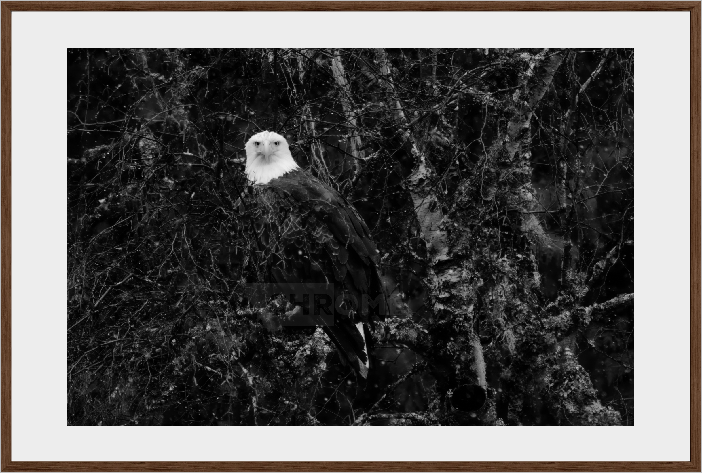 Eagle Eyes