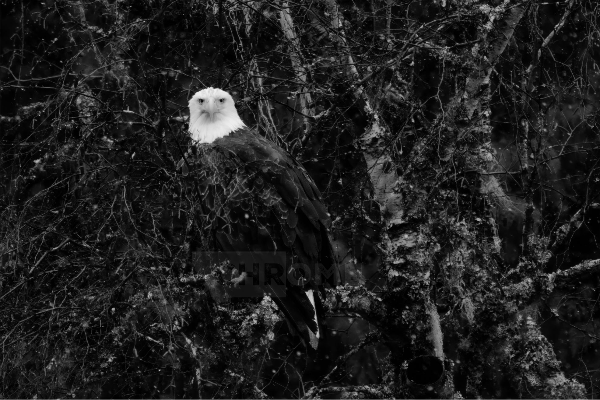 Eagle Eyes
