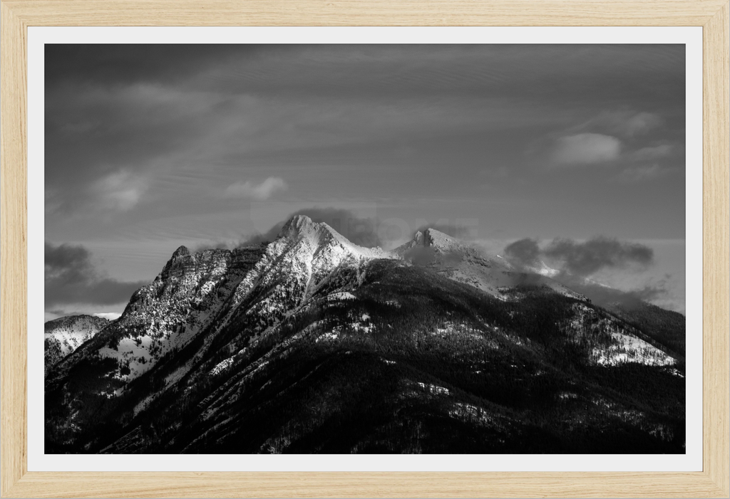 Ibex in Winter