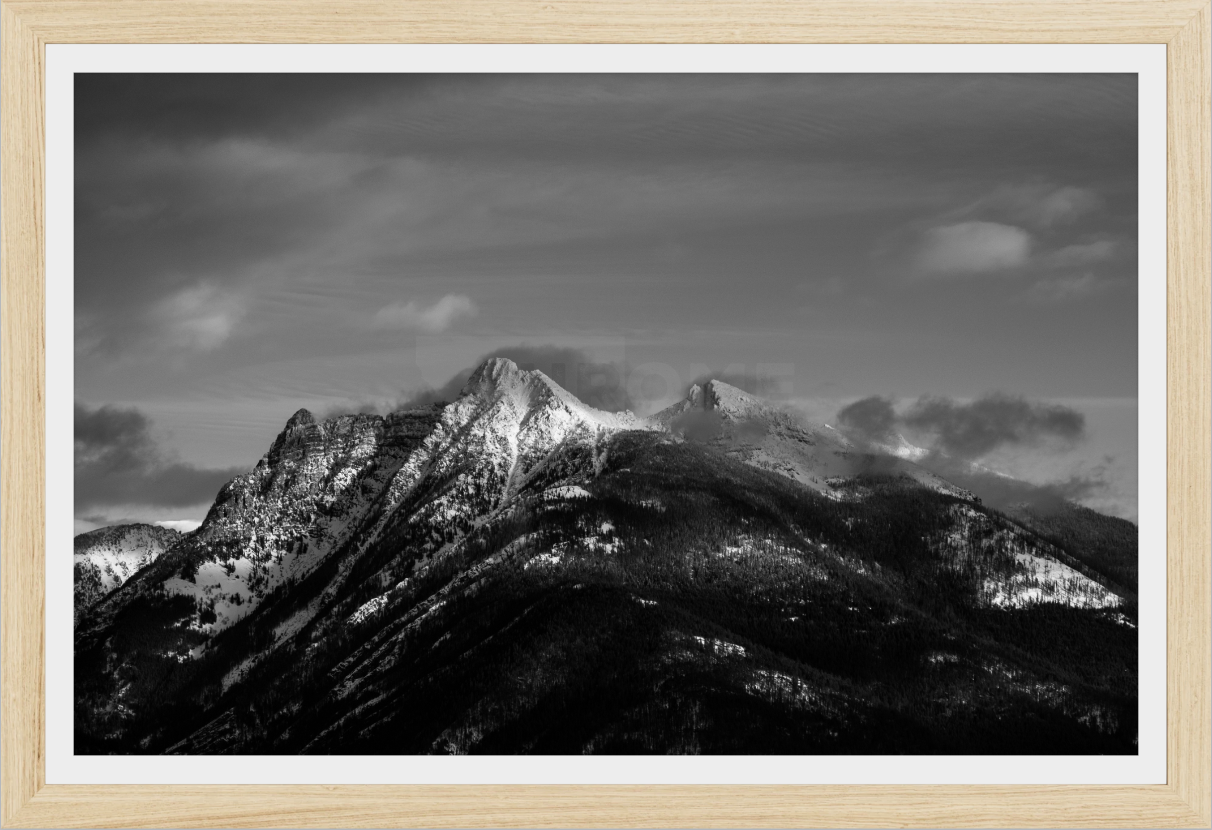 Ibex in Winter