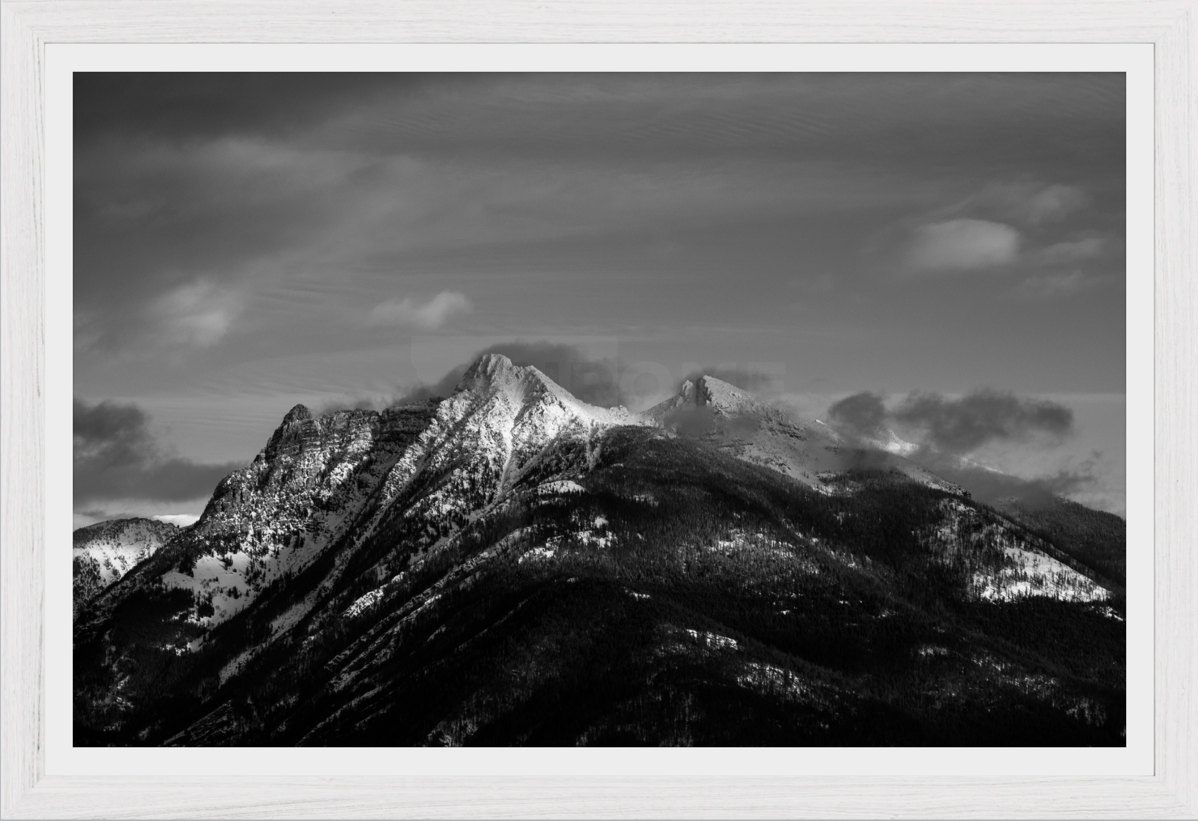 Ibex in Winter
