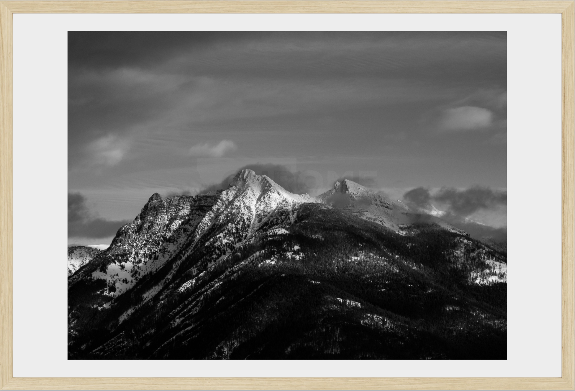 Ibex in Winter