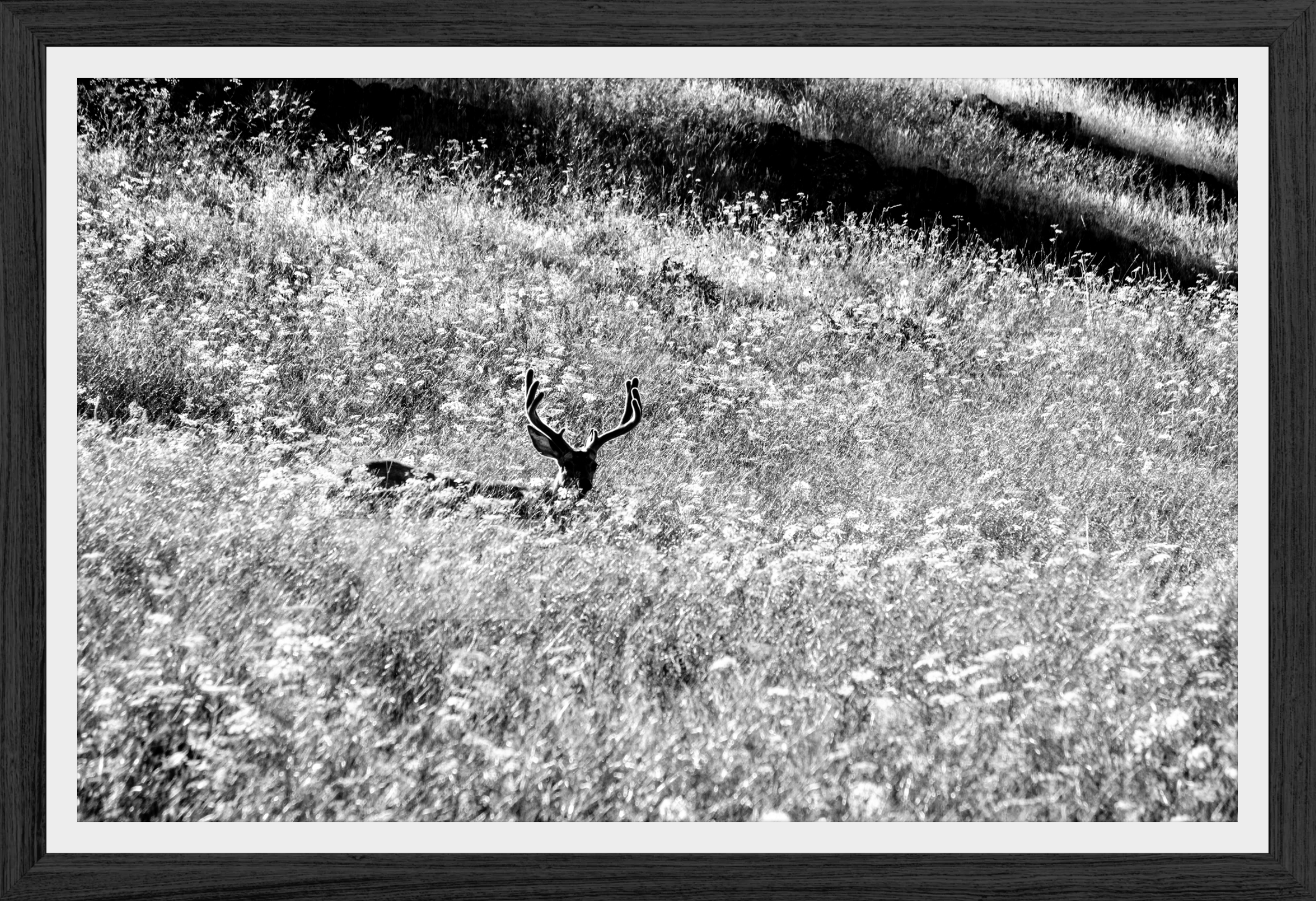Velvet in the Grass