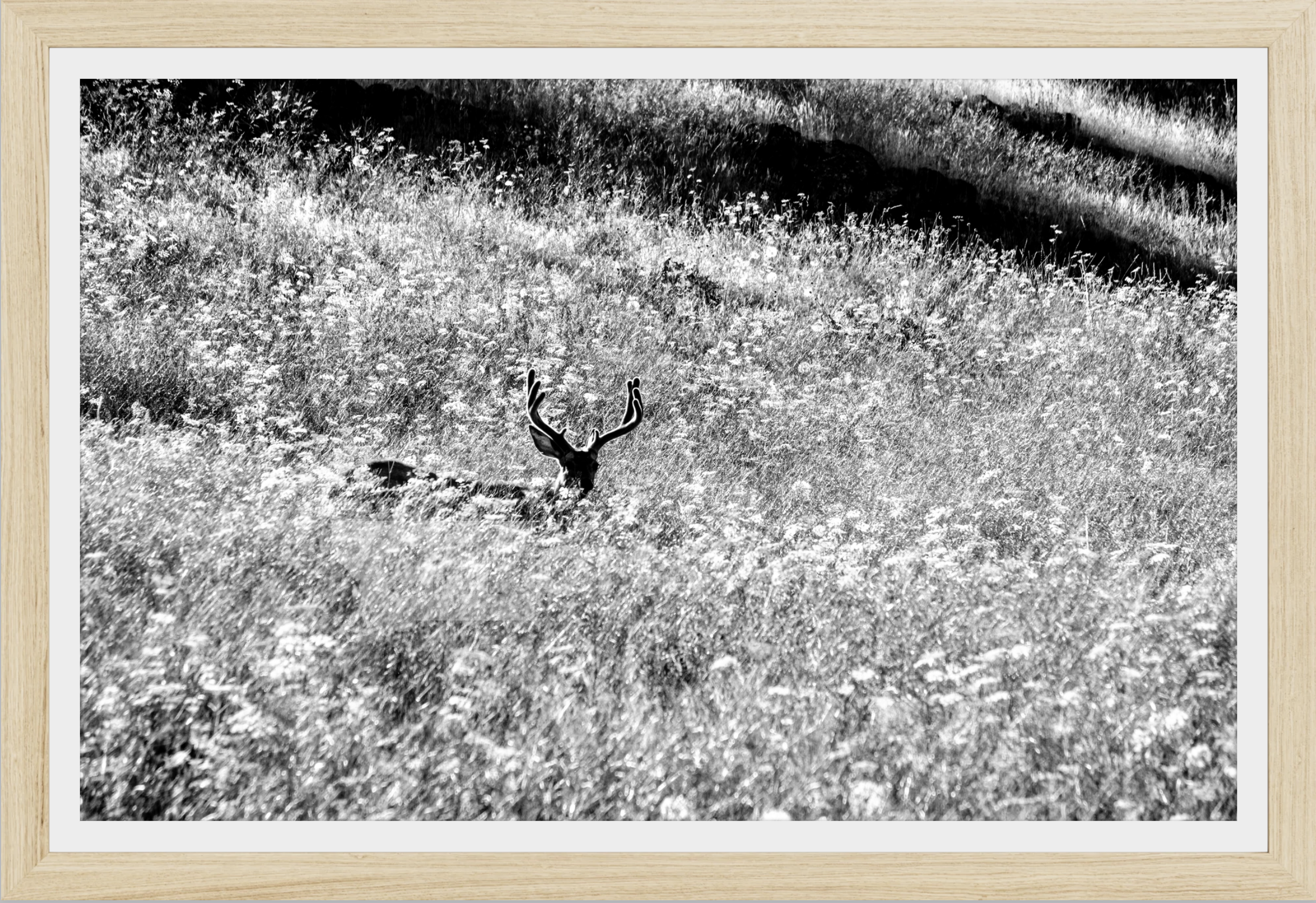 Velvet in the Grass
