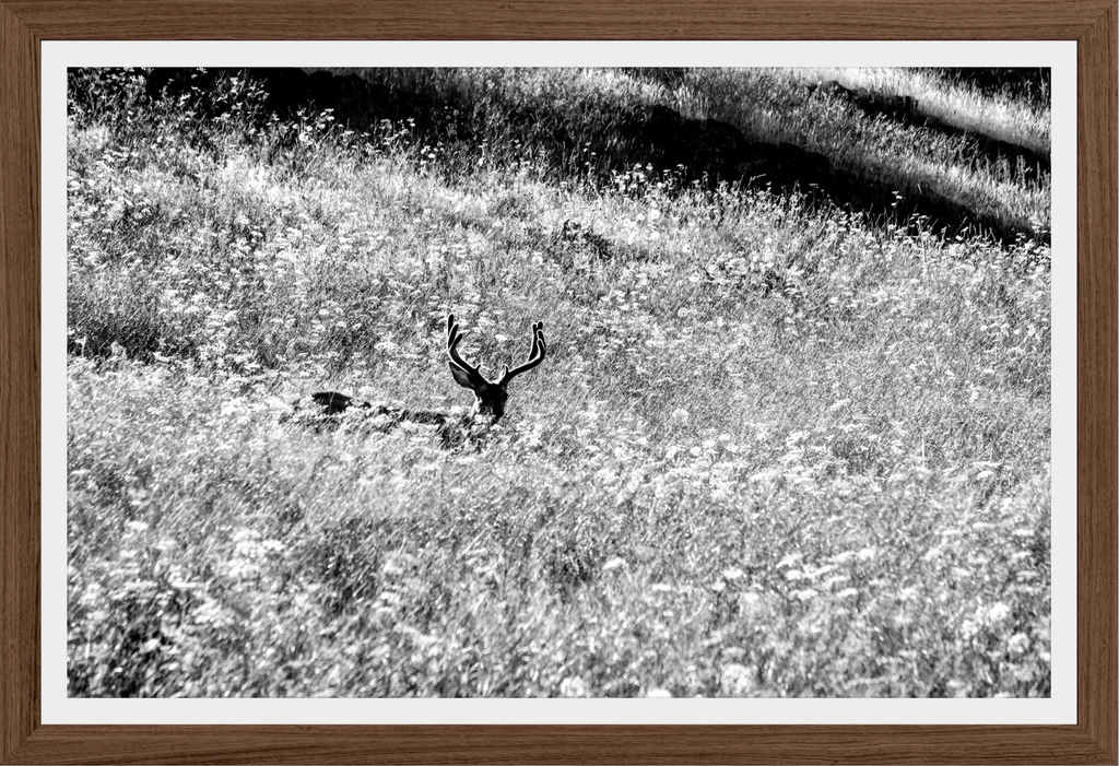 Velvet in the Grass