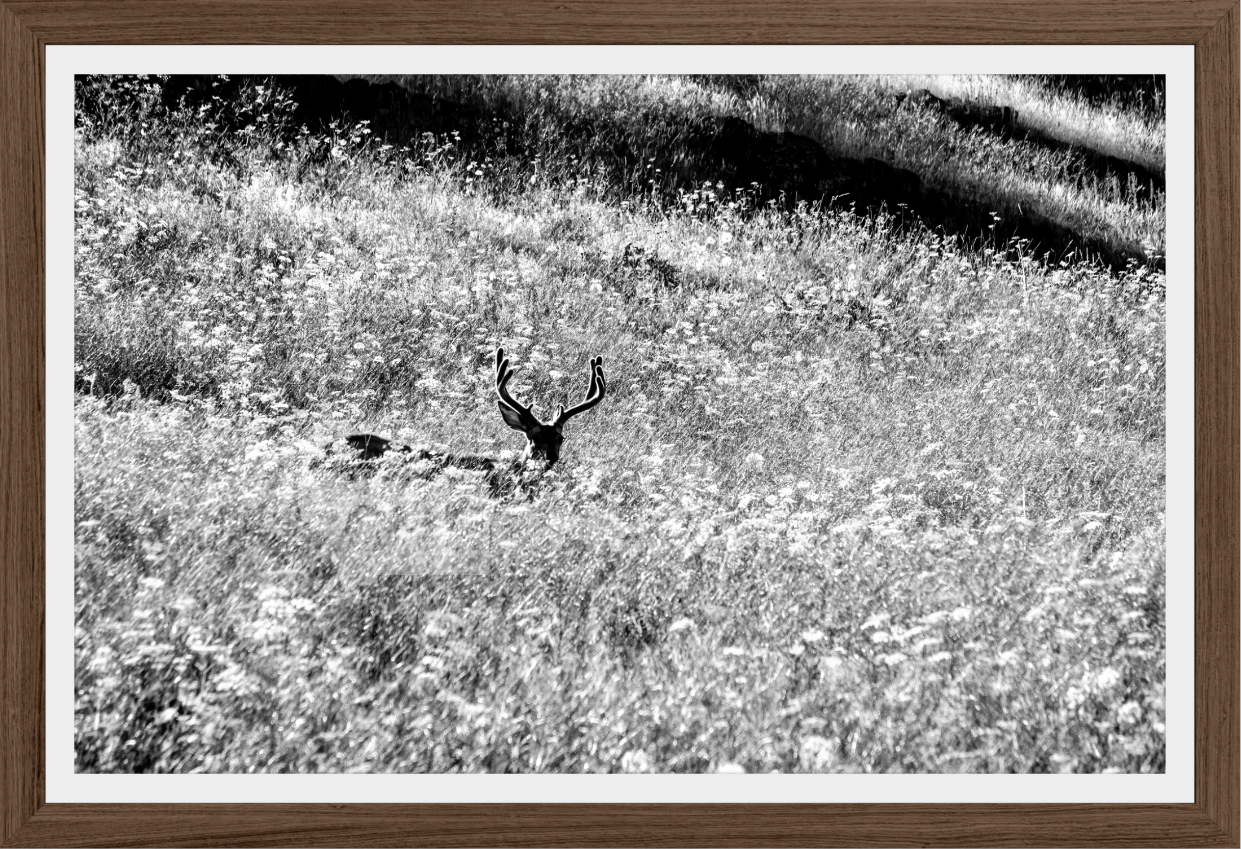 Velvet in the Grass