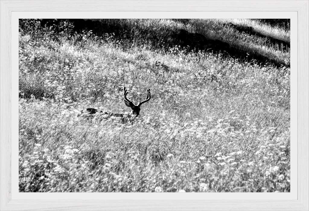 Velvet in the Grass