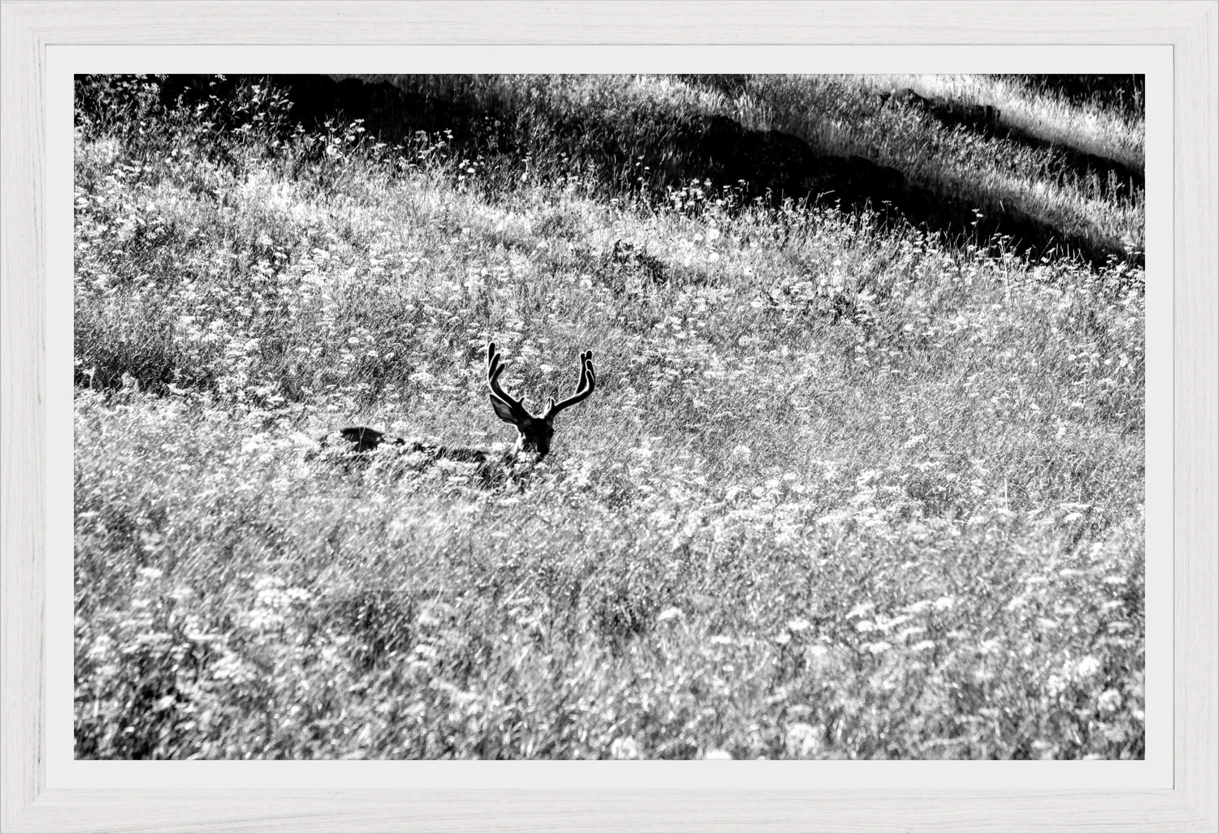 Velvet in the Grass