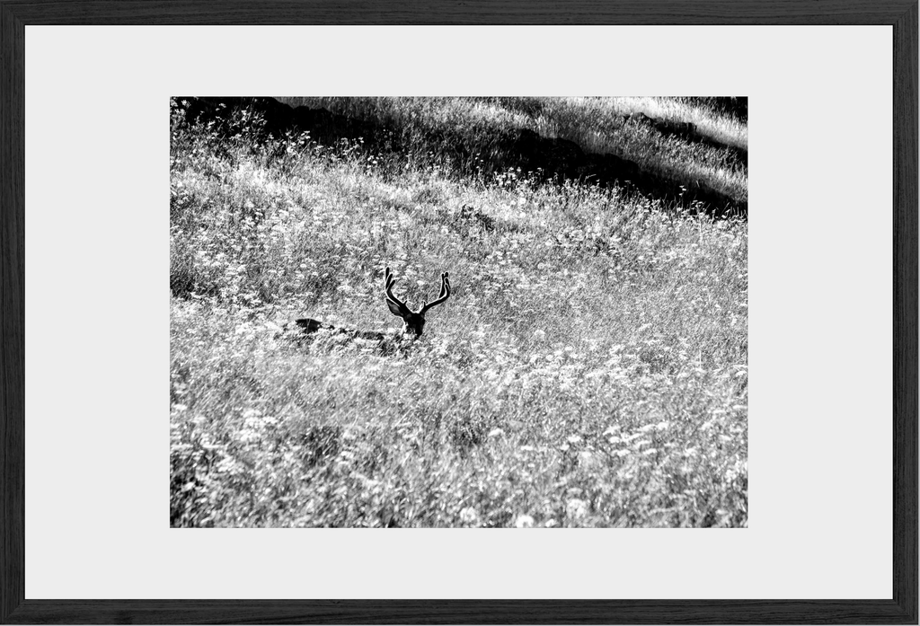 Velvet in the Grass