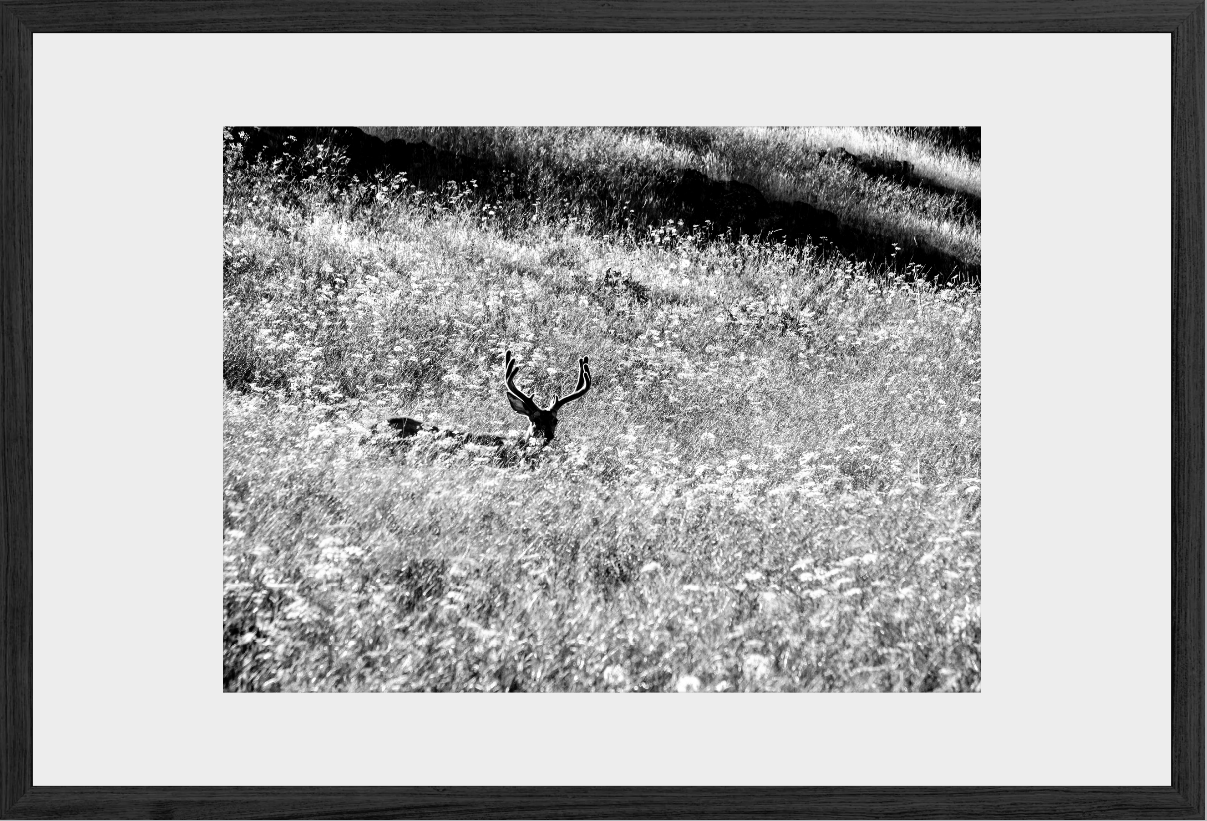 Velvet in the Grass
