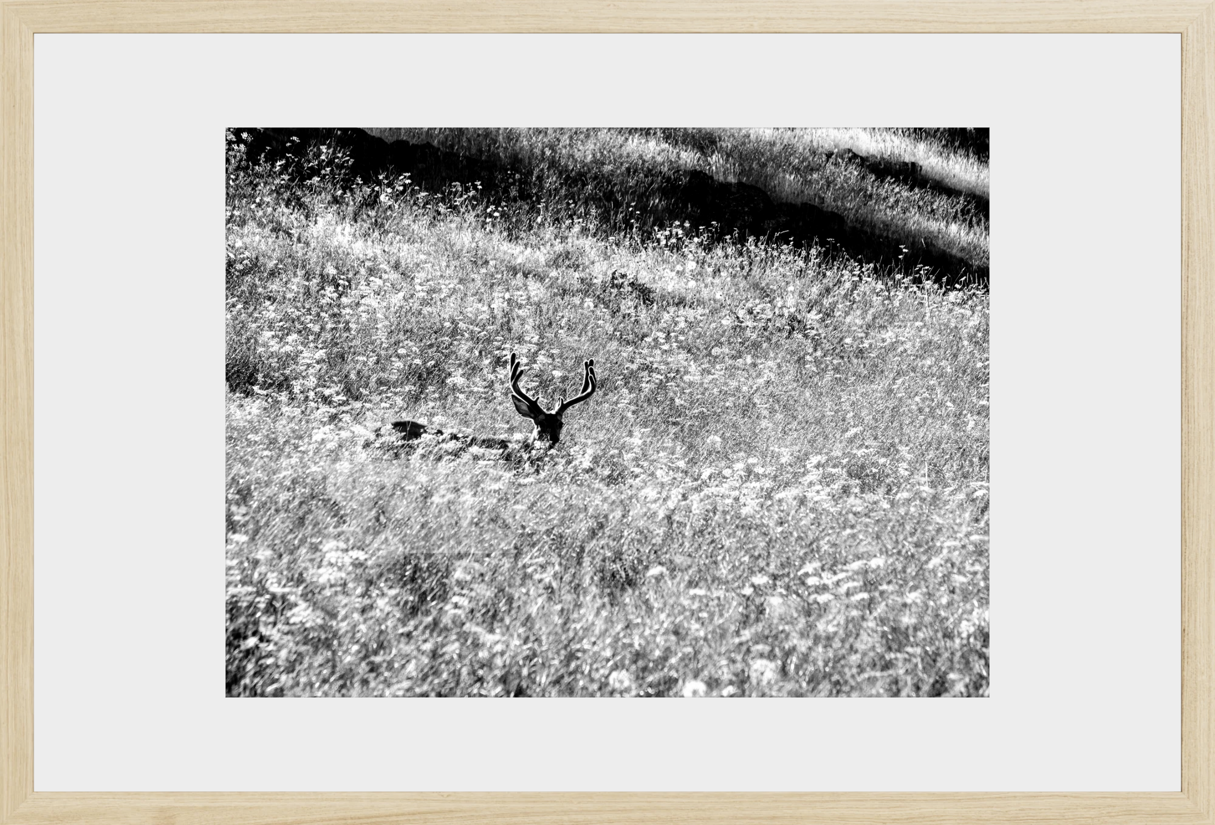 Velvet in the Grass