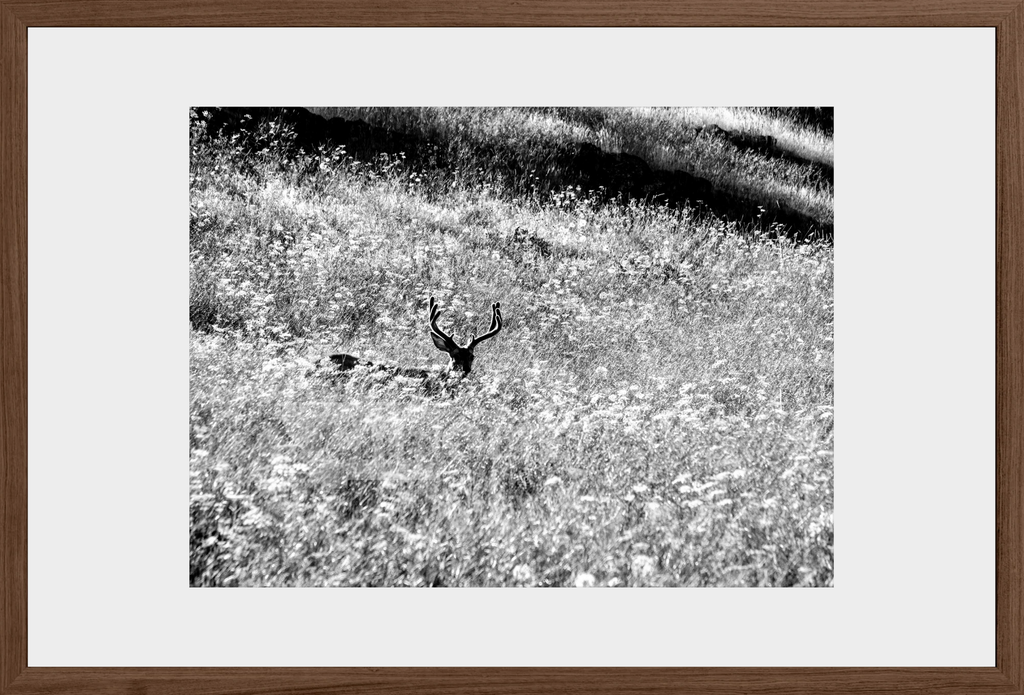 Velvet in the Grass