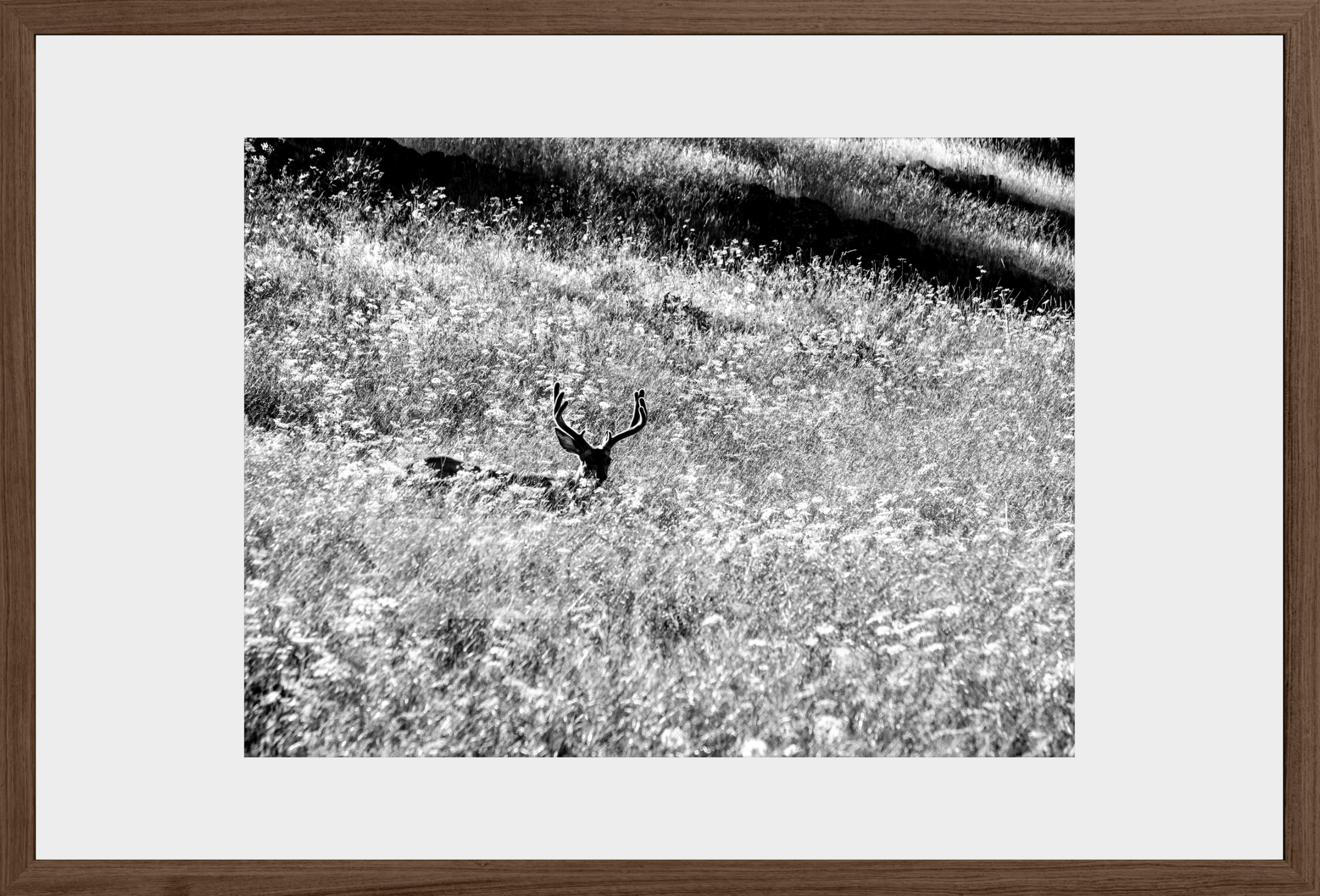 Velvet in the Grass
