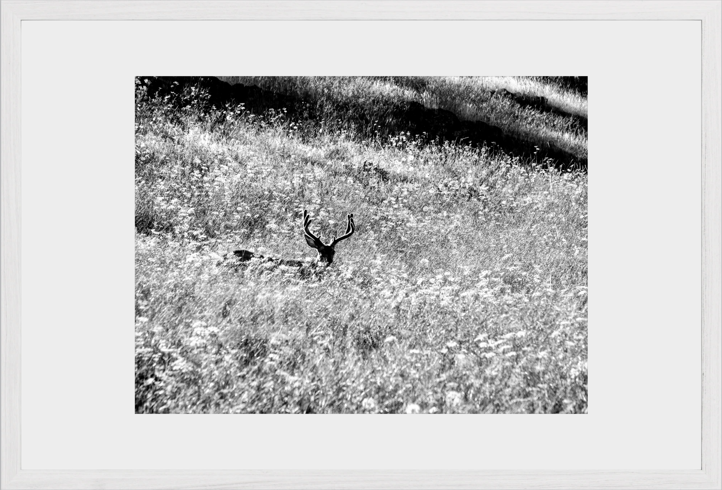 Velvet in the Grass