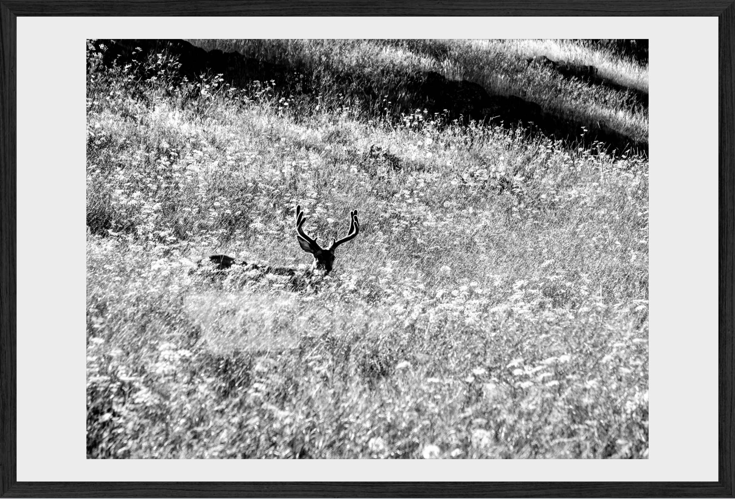 Velvet in the Grass