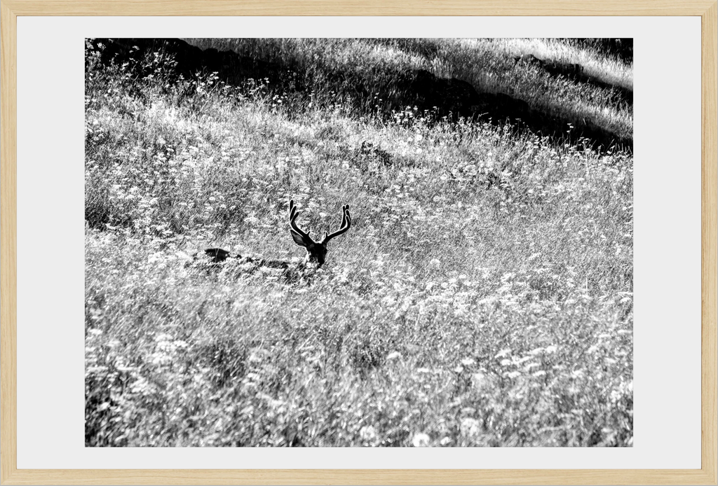 Velvet in the Grass