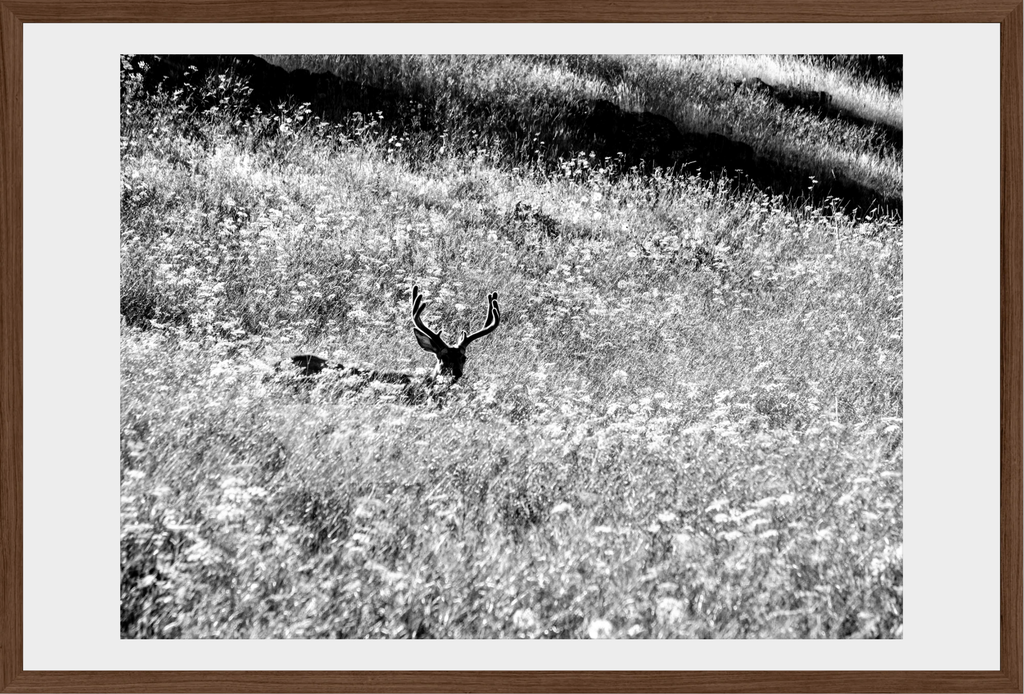 Velvet in the Grass