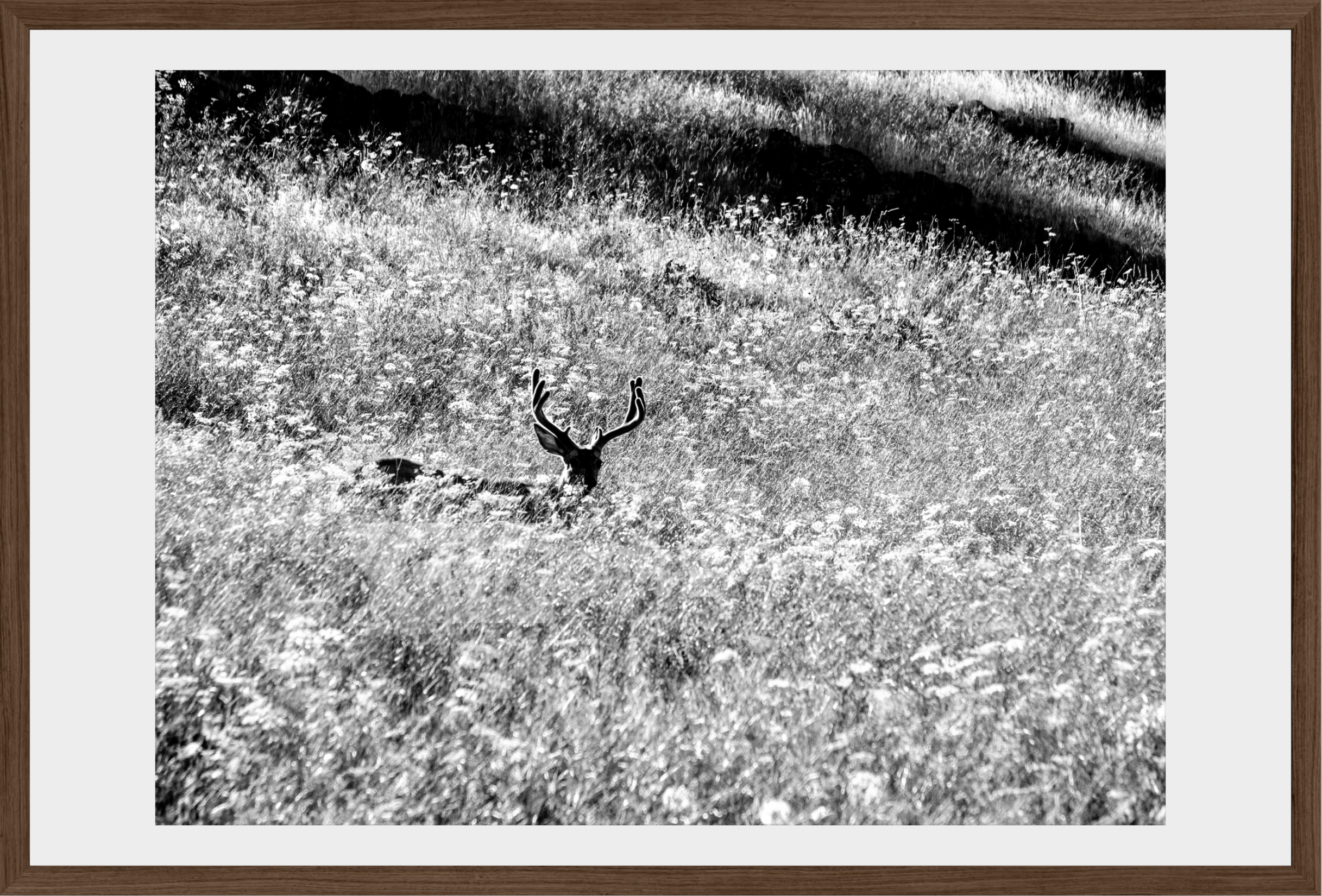 Velvet in the Grass