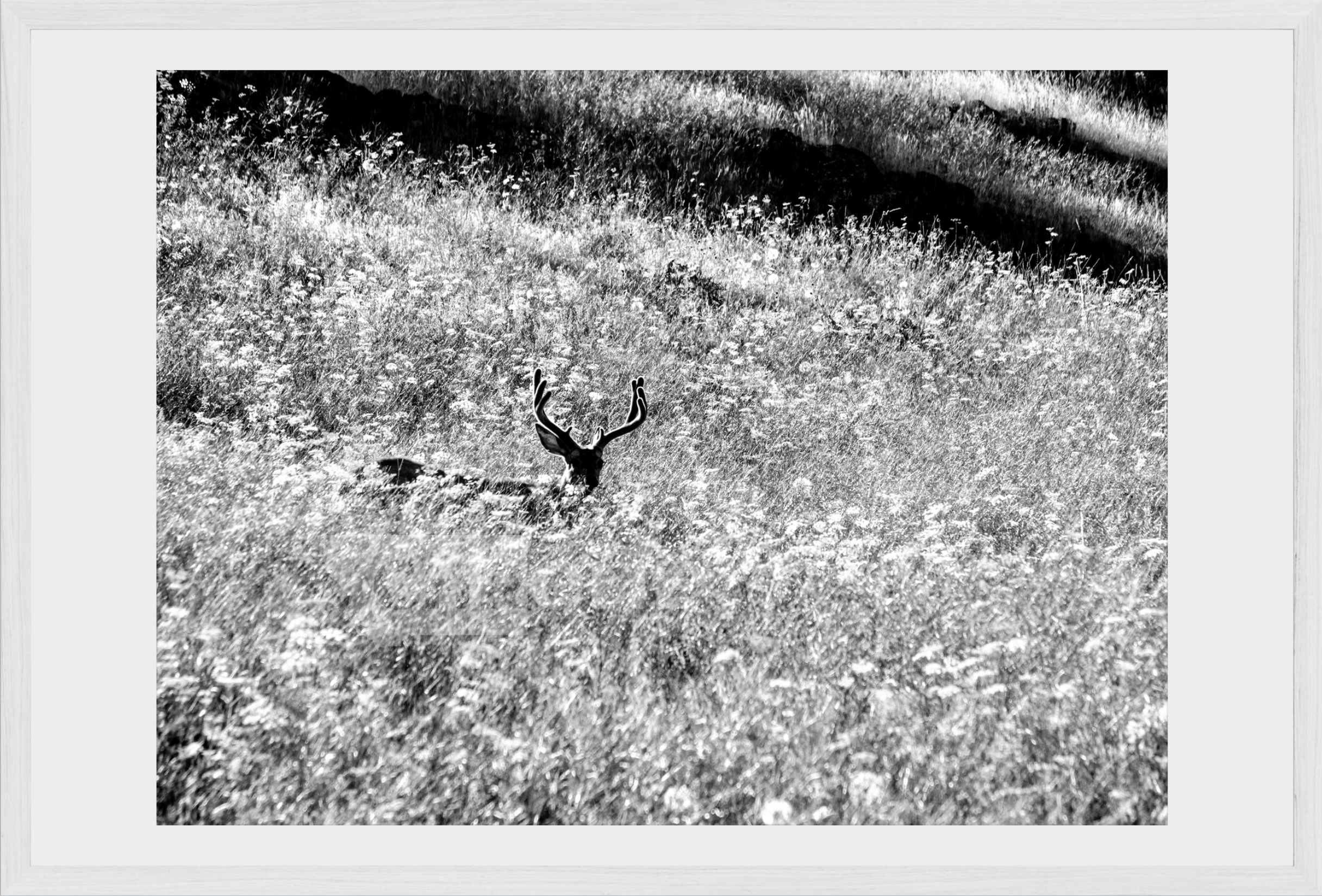 Velvet in the Grass