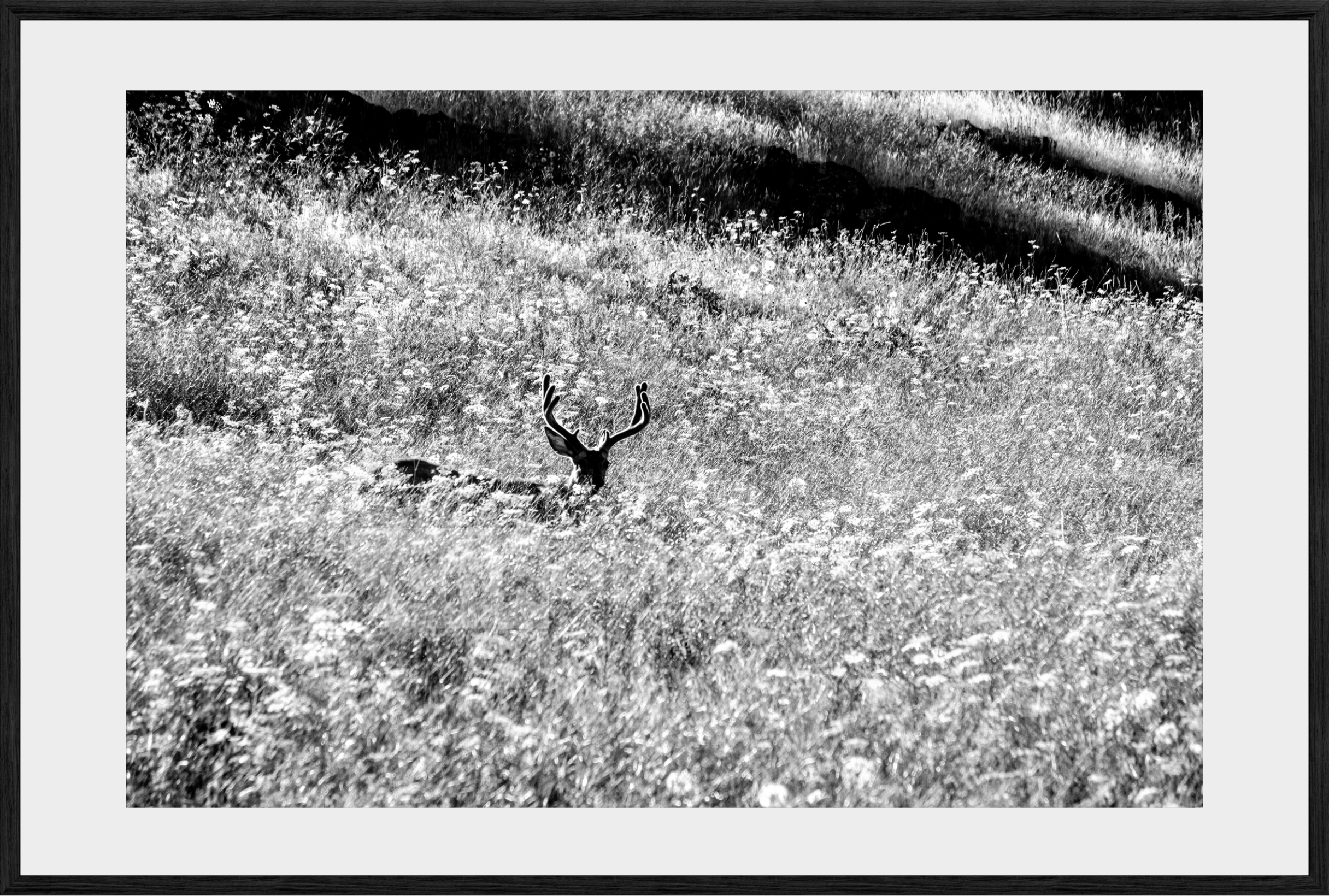 Velvet in the Grass