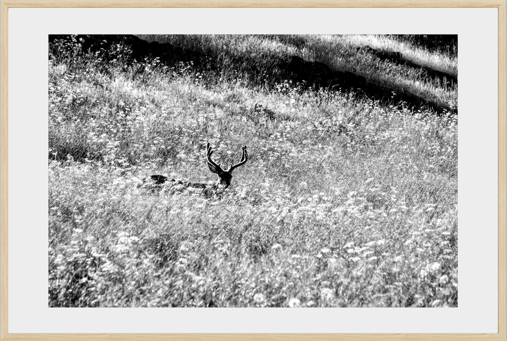 Velvet in the Grass