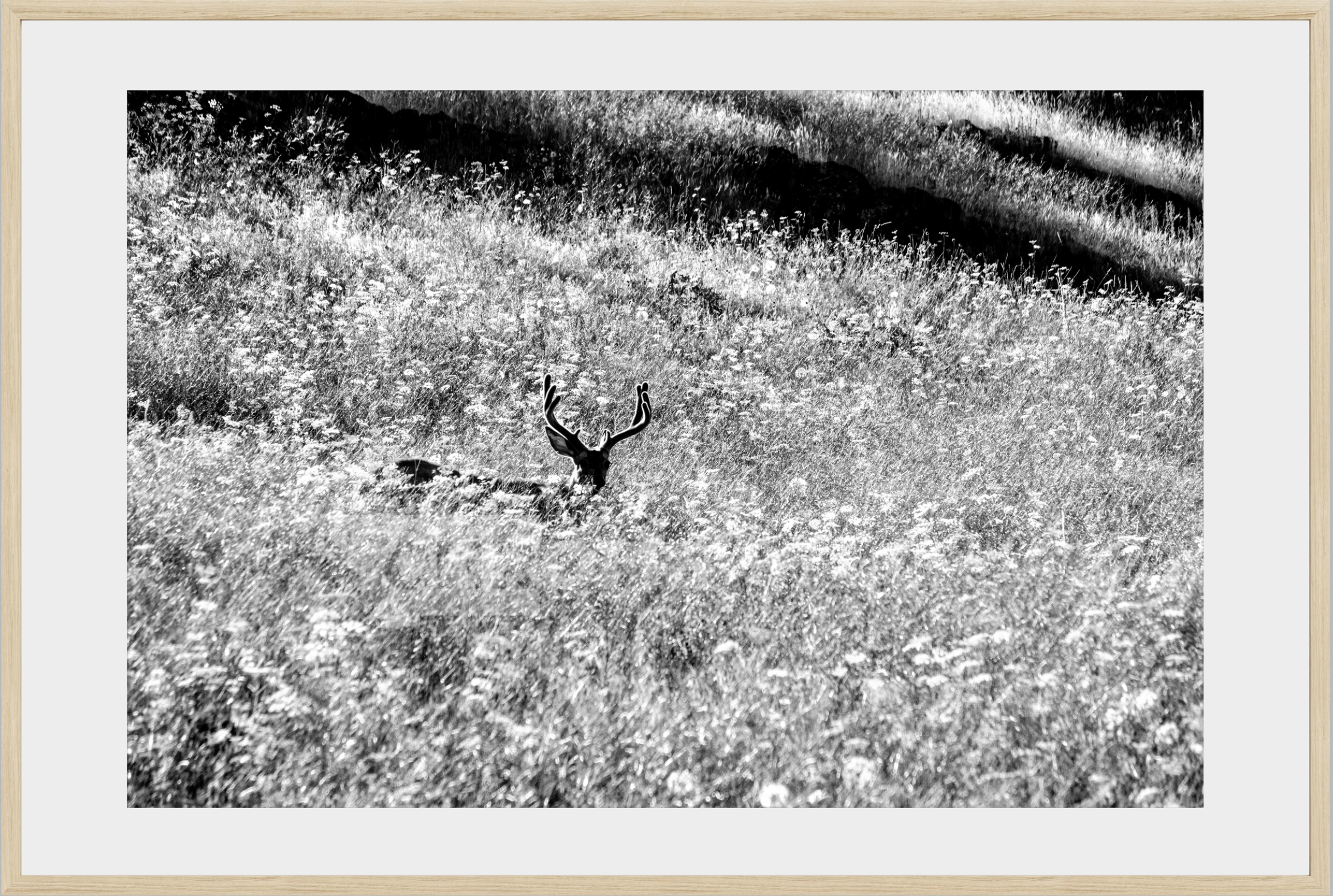 Velvet in the Grass